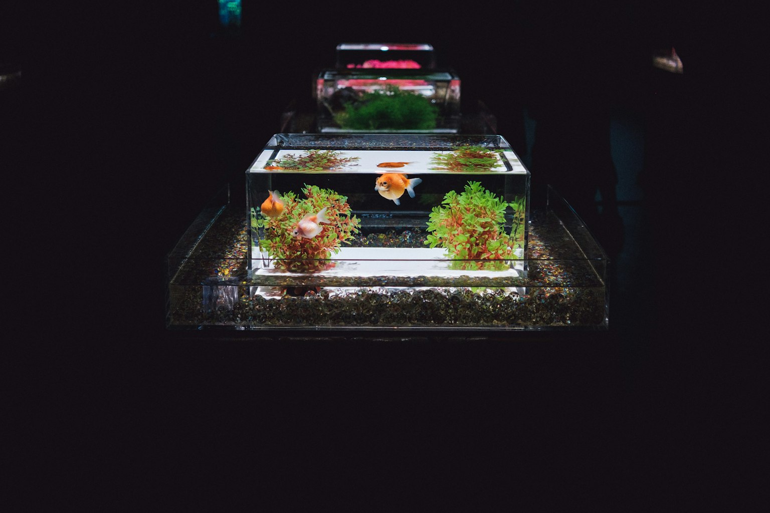 多個水族箱，內有水生植物和金魚，背景為暗色