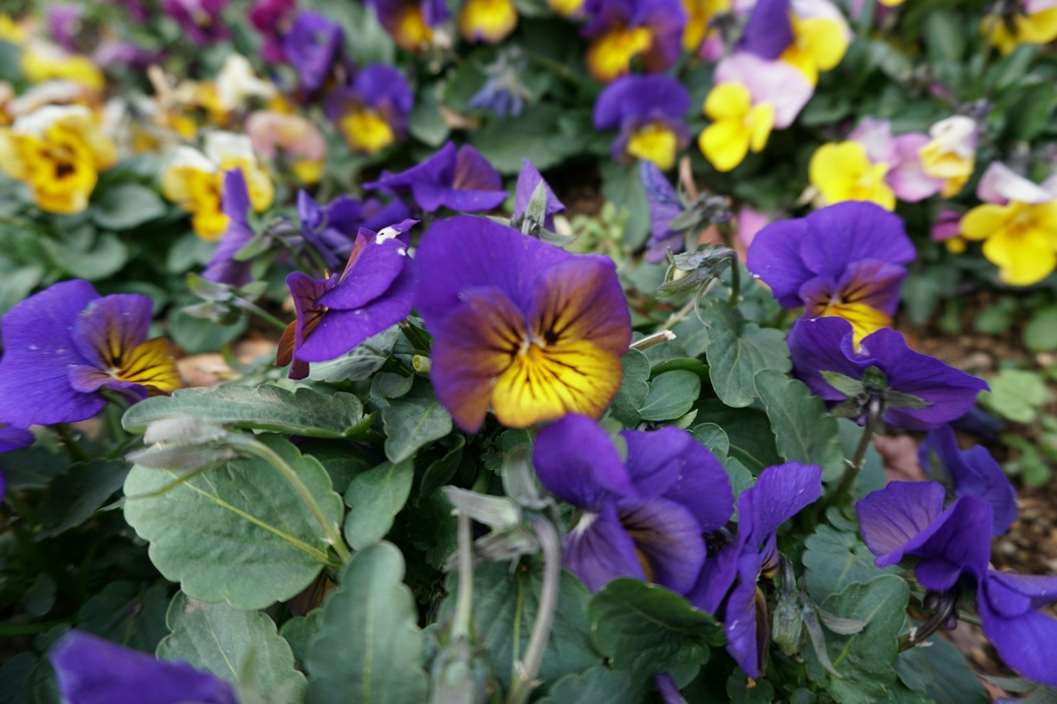 Primo piano di vivaci violette e gialle pansèe che fioriscono in un giardino