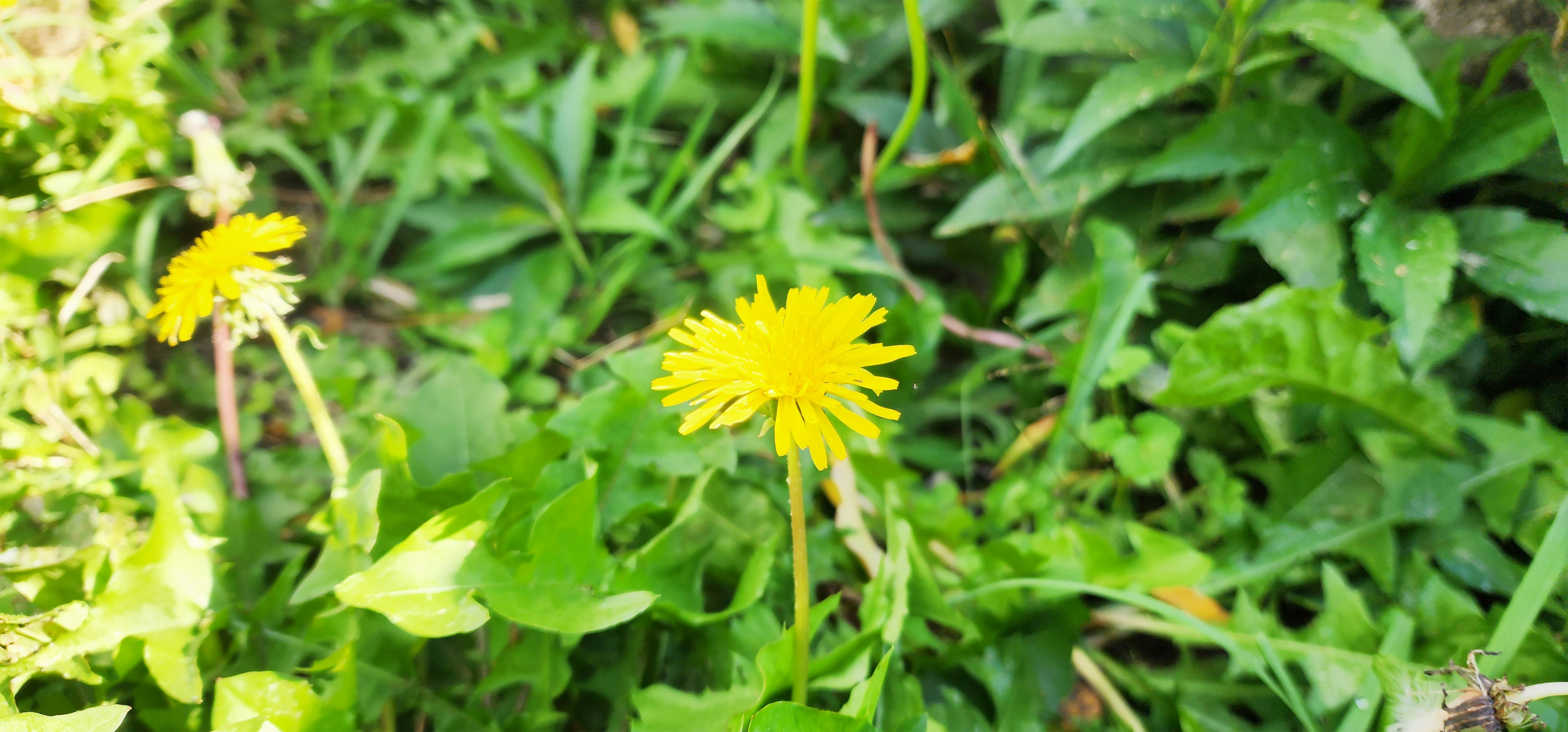 緑の草むらに咲くタンポポの花