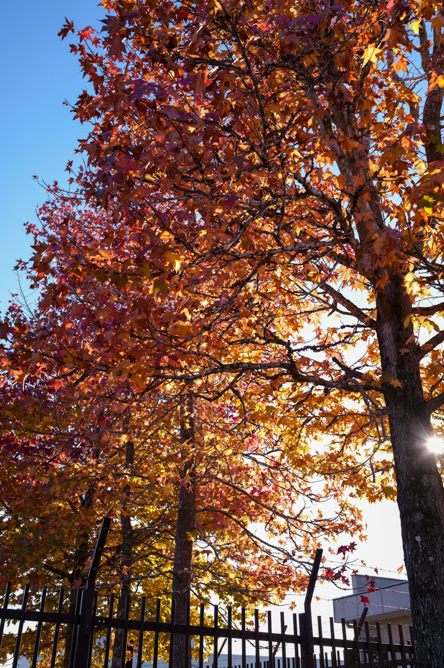 秋天色彩斑斓的树木与蓝天背景