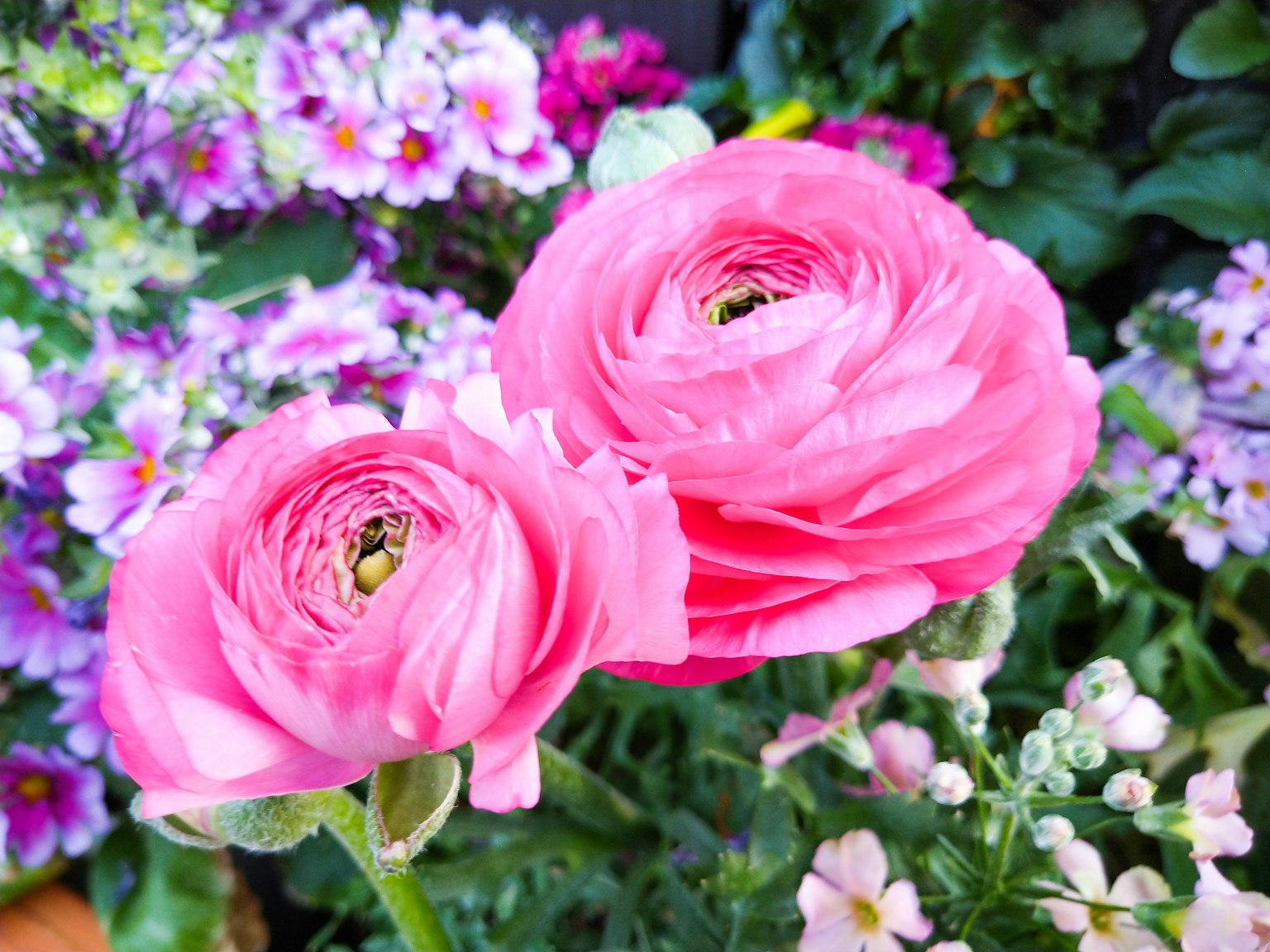 Fleurs de renoncule roses fleurissant parmi des fleurs colorées