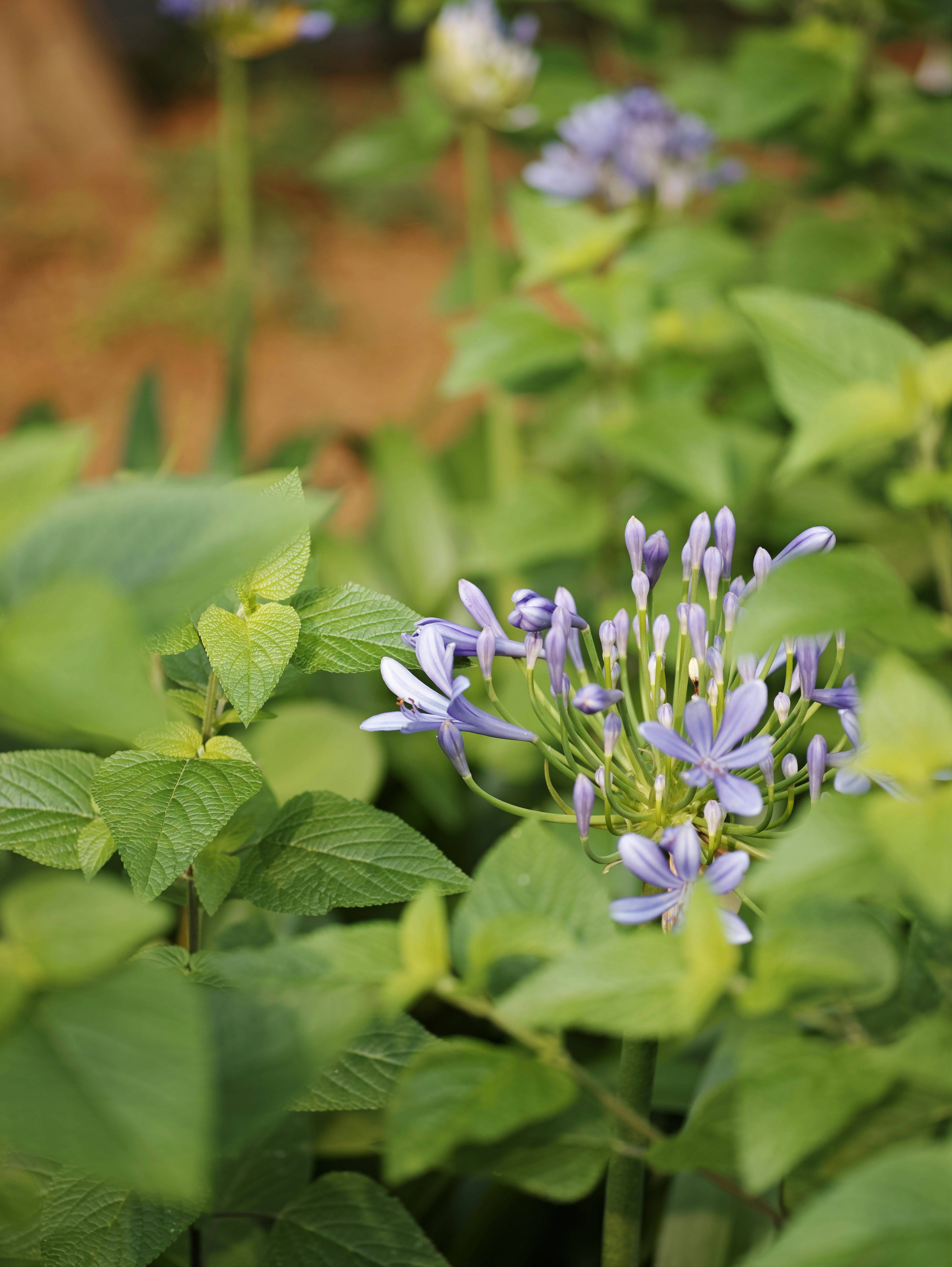 緑の葉に囲まれた薄紫の花が咲いている