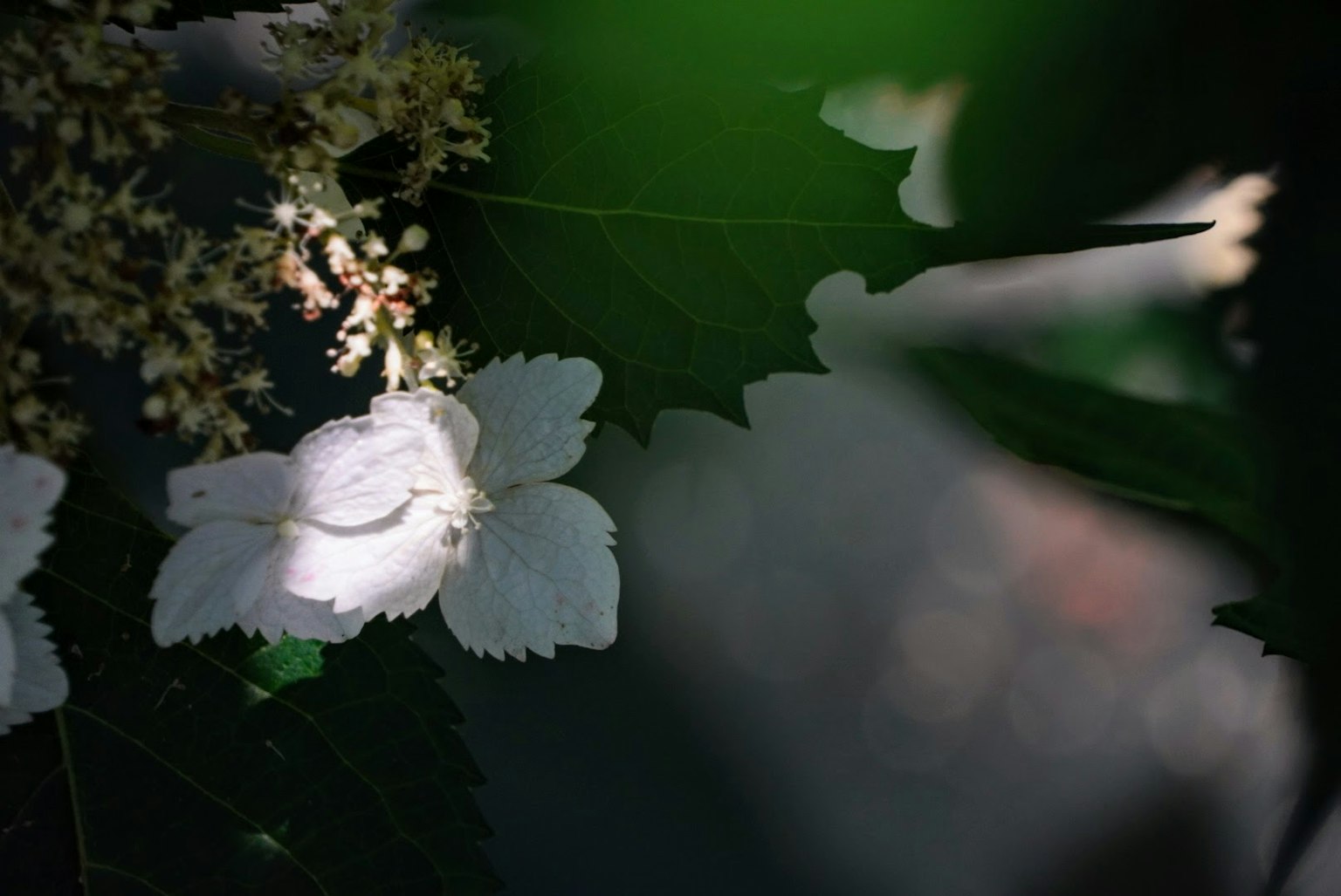 Bild mit einer weißen Blume und Knospen zwischen grünen Blättern