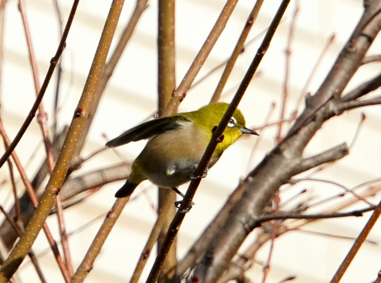 Ein kleiner Vogel, der auf Ästen sitzt, mit grünem Kopf und gelbem Körper