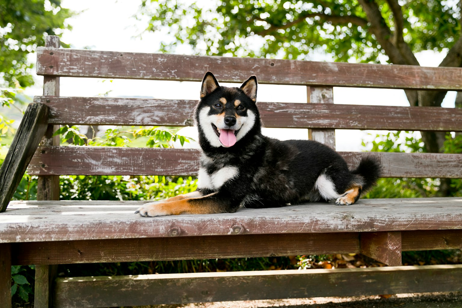 Shiba Inu nero sorridente seduto su una panchina