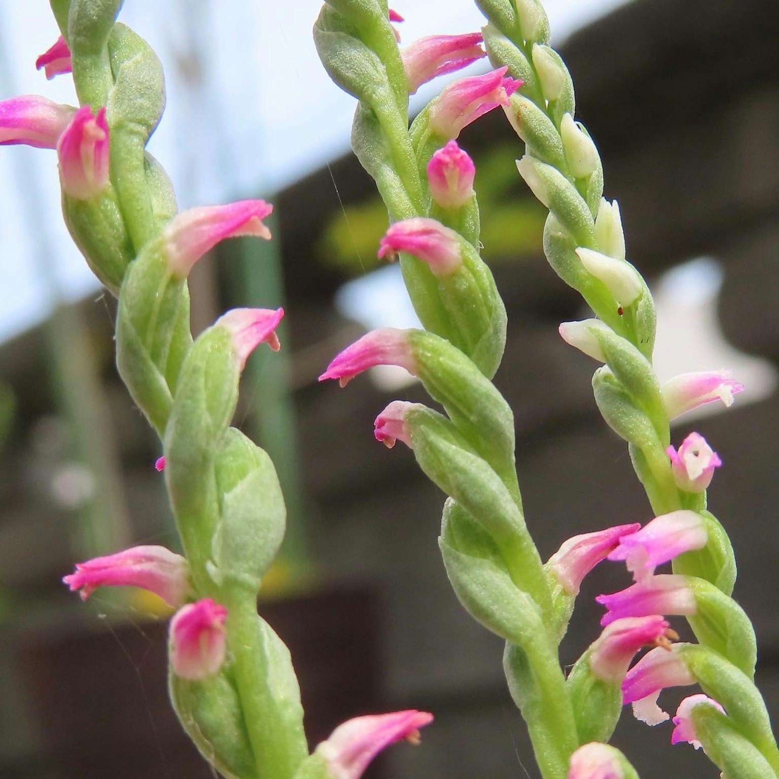Close-up of a unique plant with green stems and pink flowers