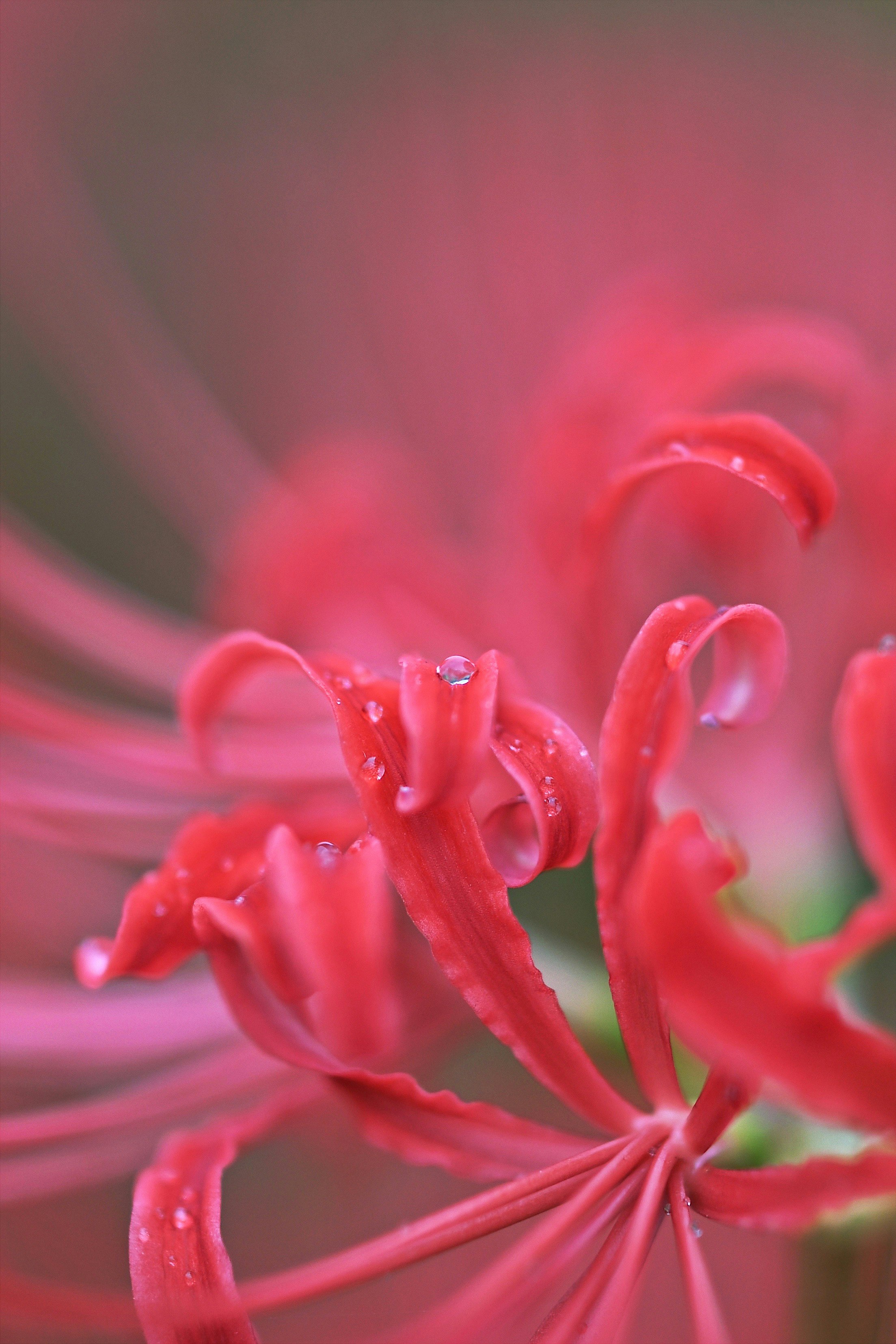 赤い花のしべと花弁が鮮やかに広がる秋雨のマクロ