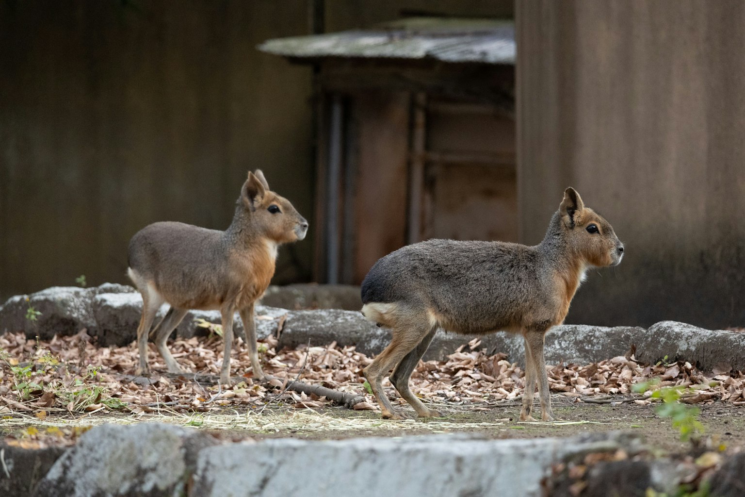 二匹の小さな動物が葉の上を歩いている様子 背景には木製の構造物が見える