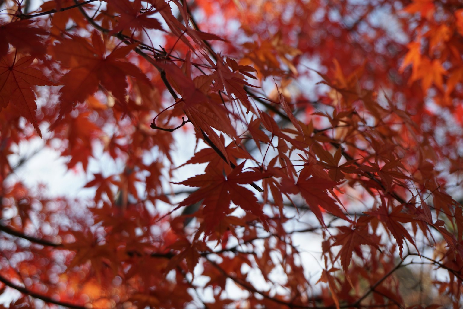 Close-up of vibrant red autumn maple leaves on branches