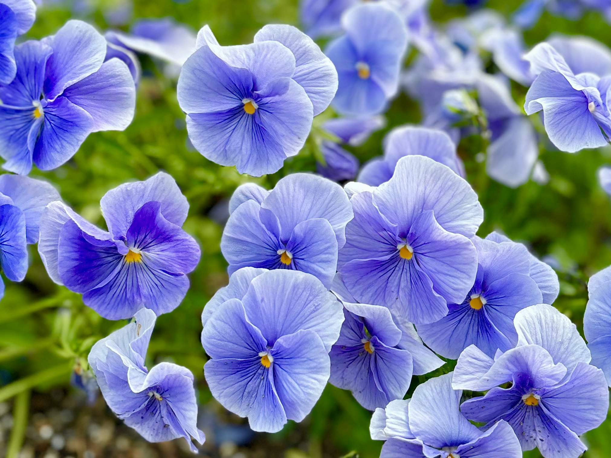 青い花びらのパンジーが群生する花壇