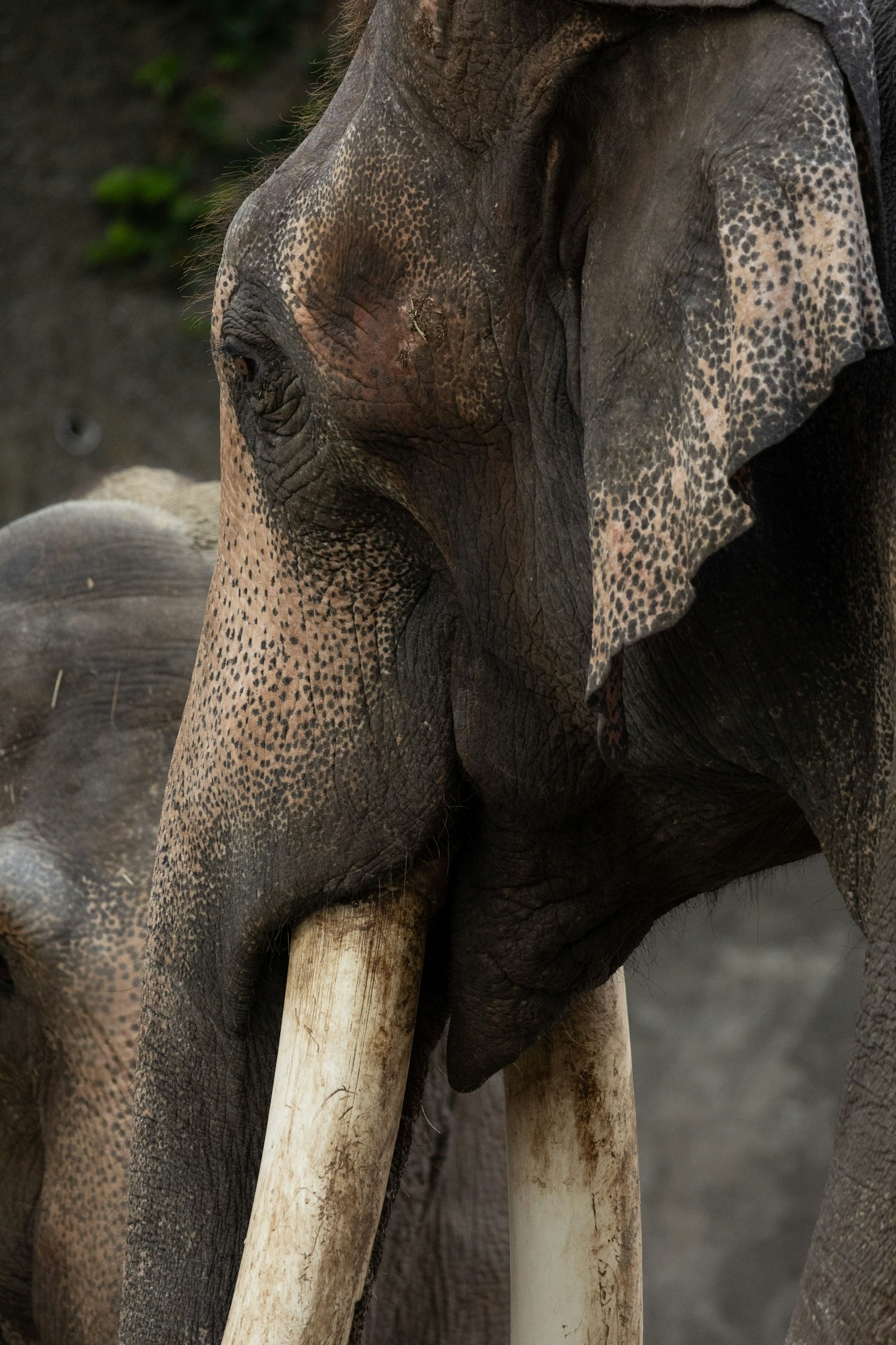 코끼리 얼굴의 클로즈업 독특한 피부 질감과 긴 상아