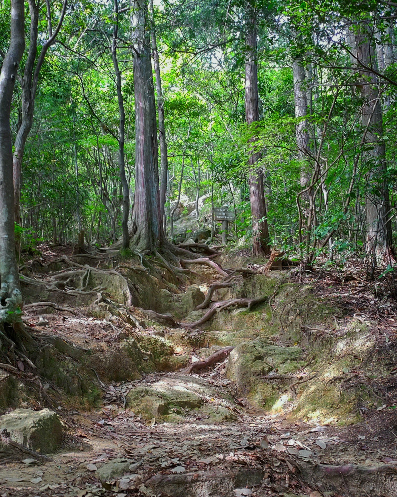 Steiniger Pfad durch einen üppigen Wald