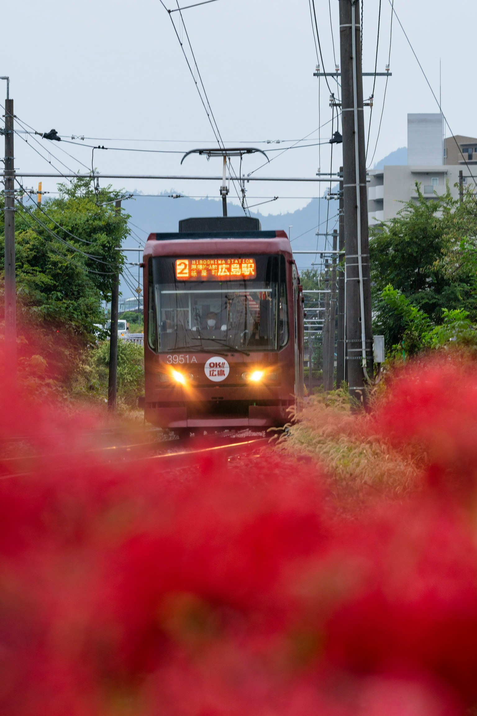 彼岸花の咲く線路沿いを走る路面電車の正面