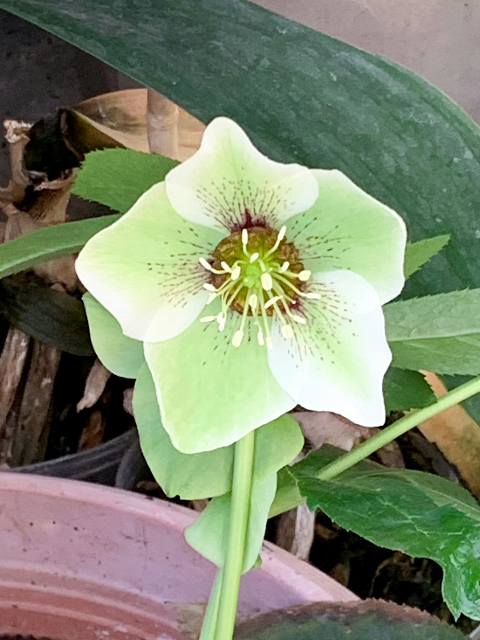 一朵淡绿色的黑心菊花，中央有复杂的花纹