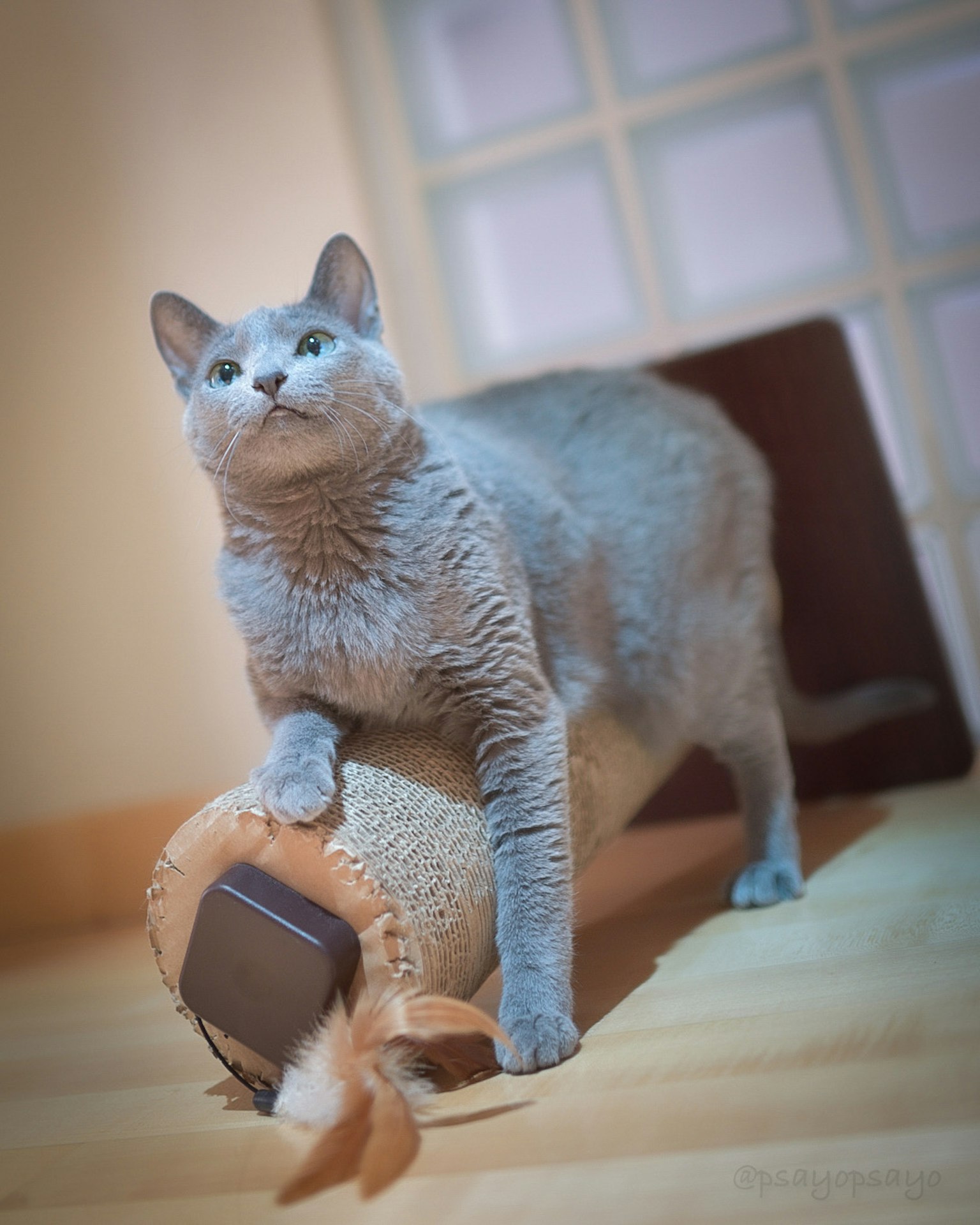 Gray cat standing on a scratching post