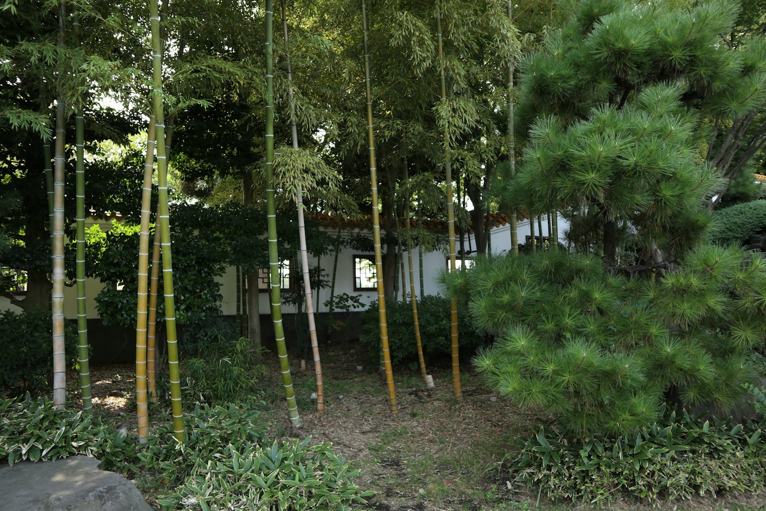 A serene garden scene surrounded by bamboo and lush greenery