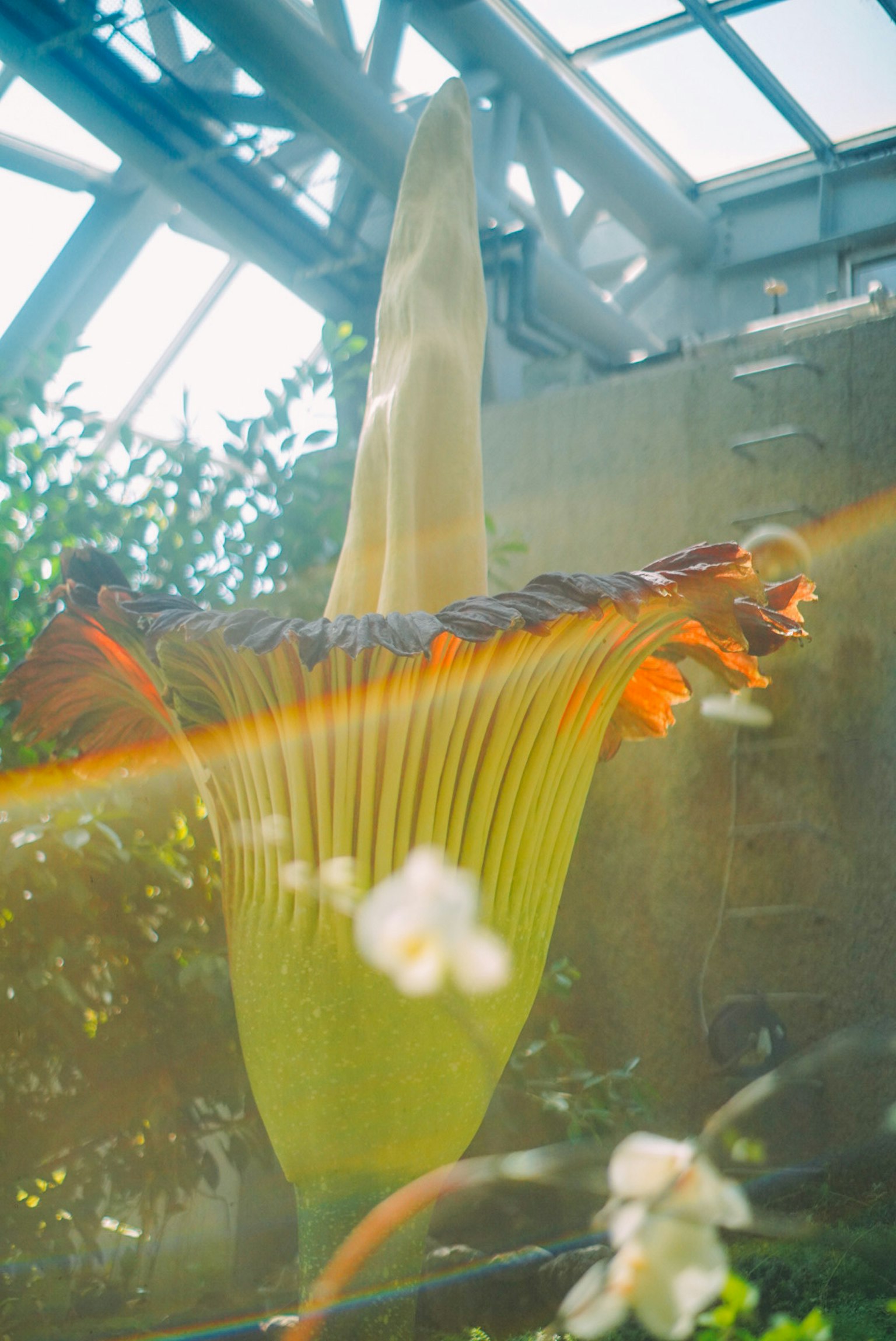 Eine einzigartige Blume mit großen Blütenblättern und einer markanten Form