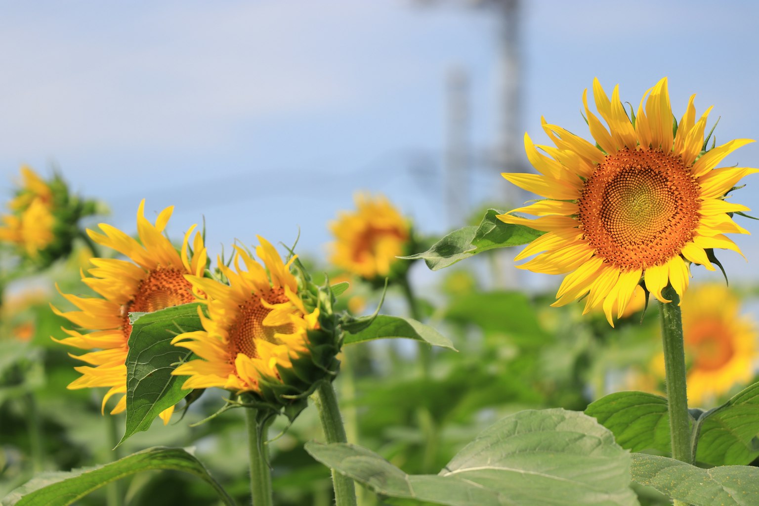 Sonnenblumenfeld unter blauem Himmel
