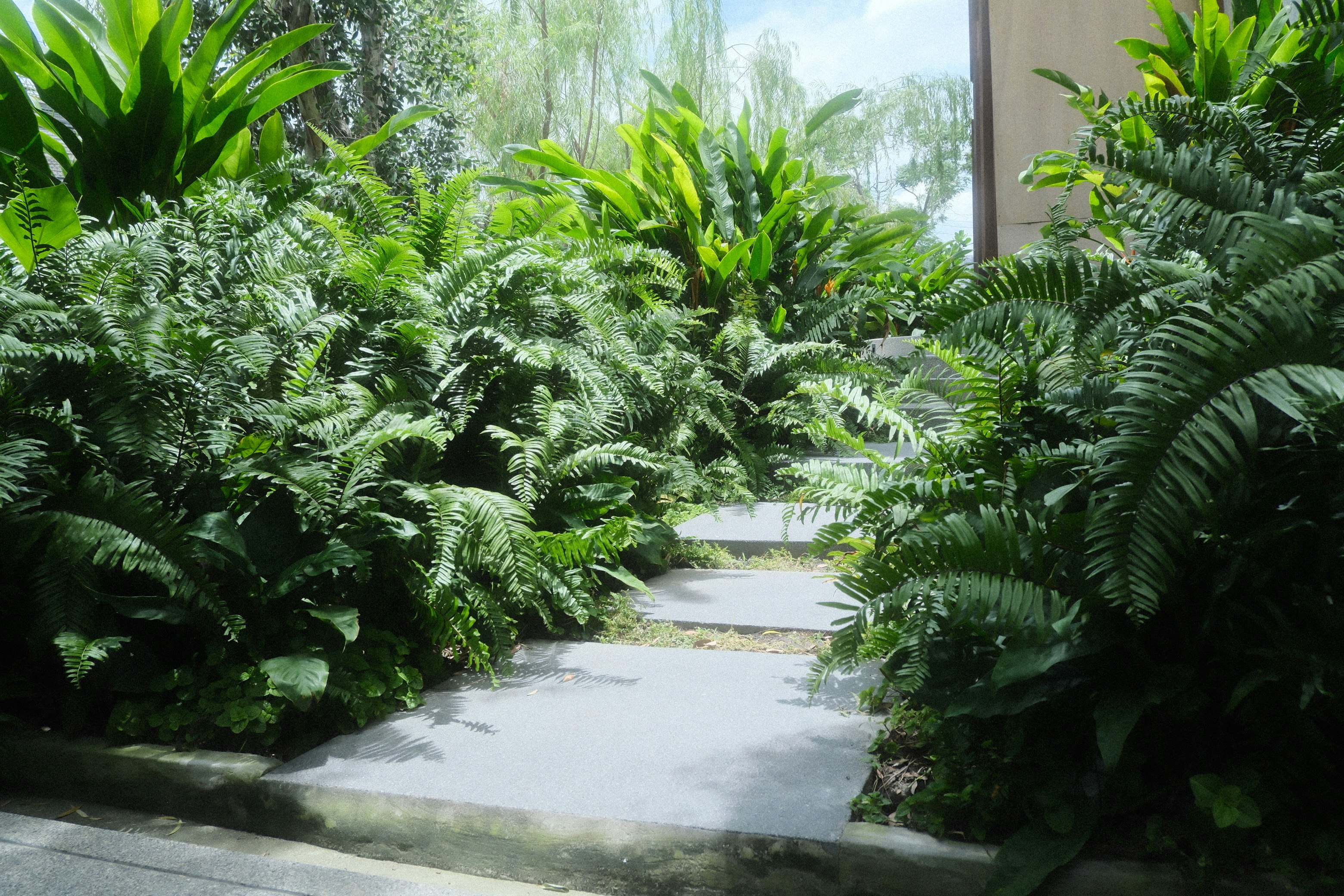 熱帯植物に囲まれた屋外の小道