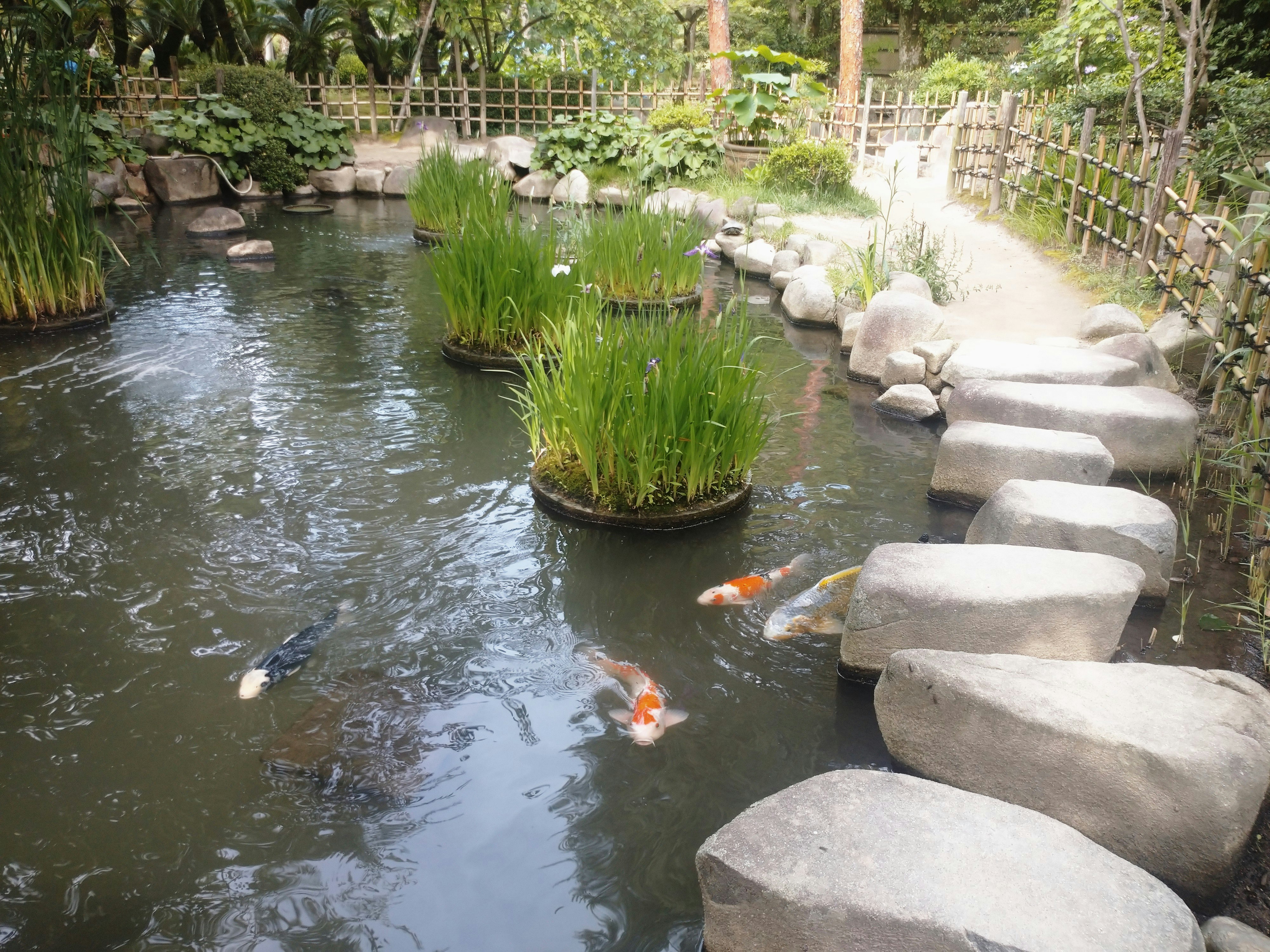 池のほとりに並ぶ鯉と庭園の水辺