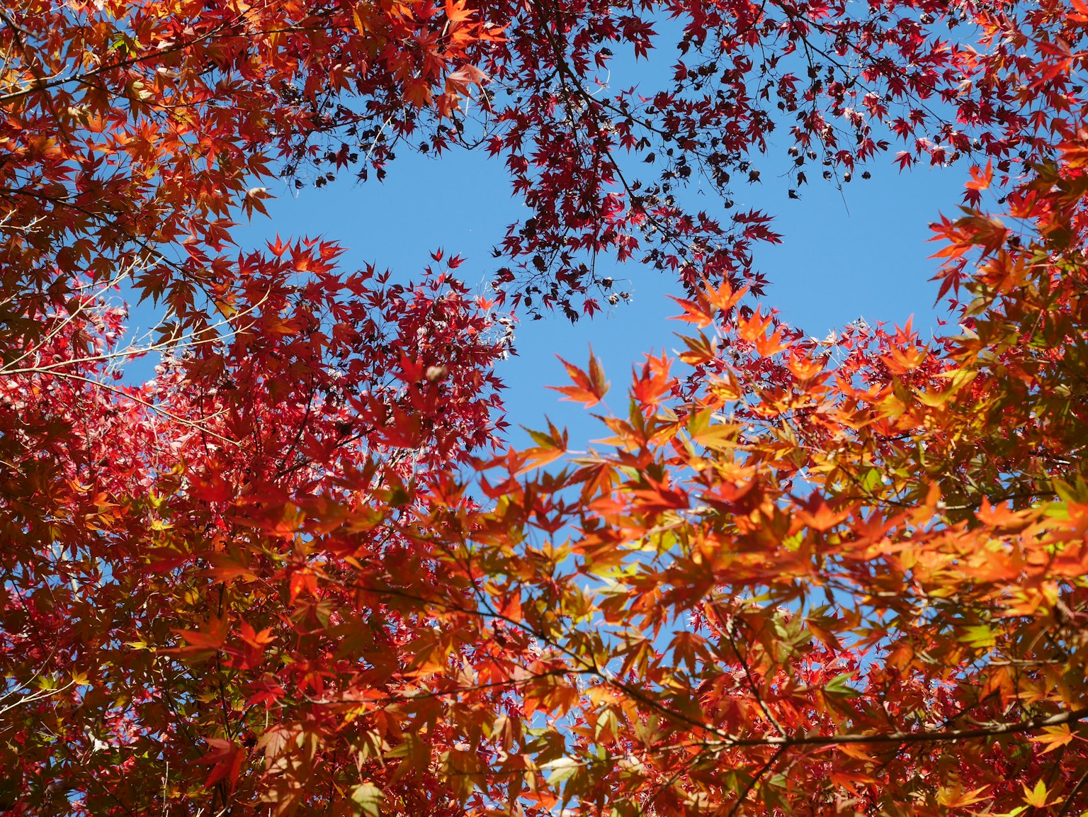Autumn leaves in shades of red and orange against a blue sky