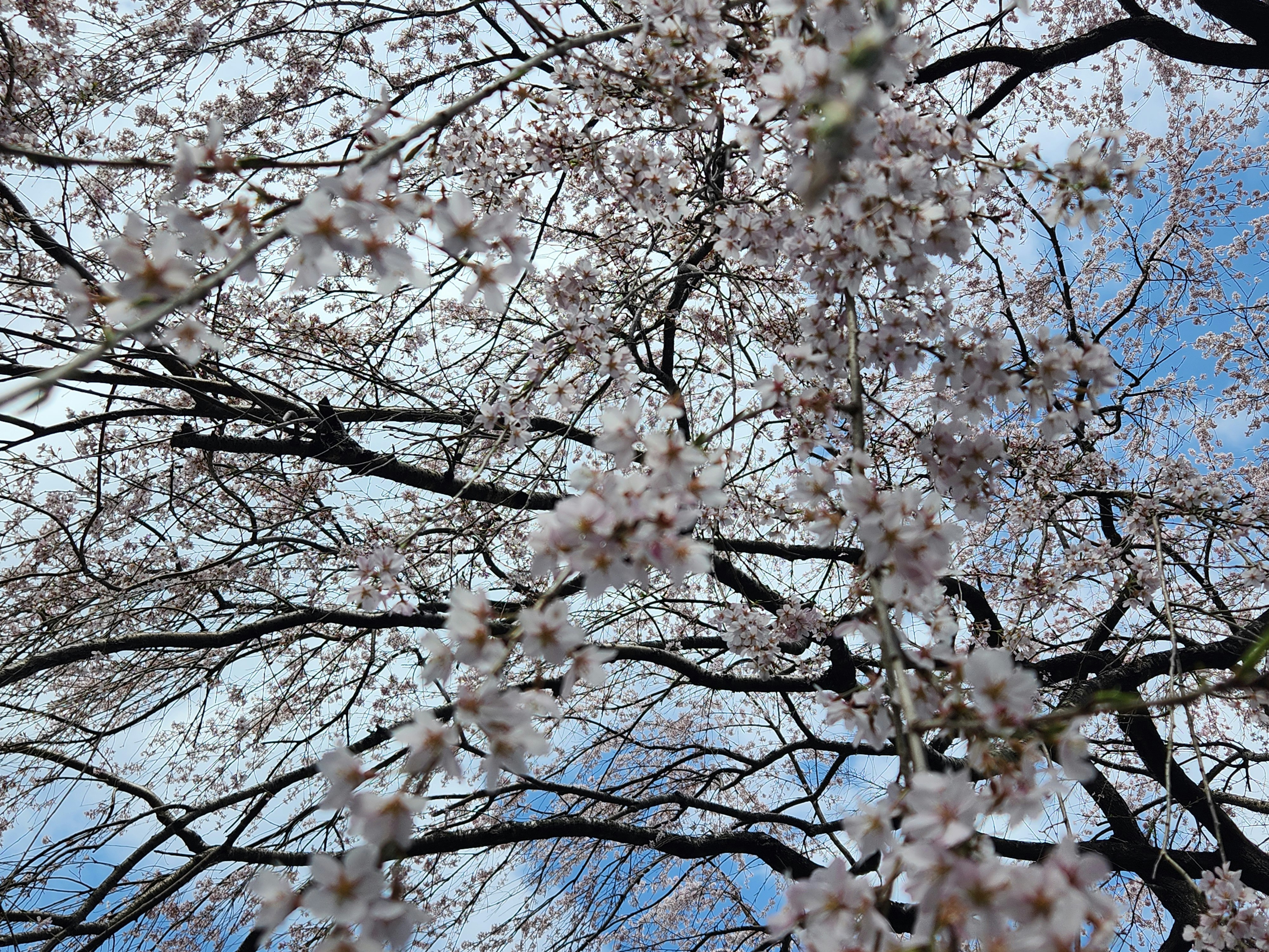 桜の花が枝いっぱいに咲く空の下の風景