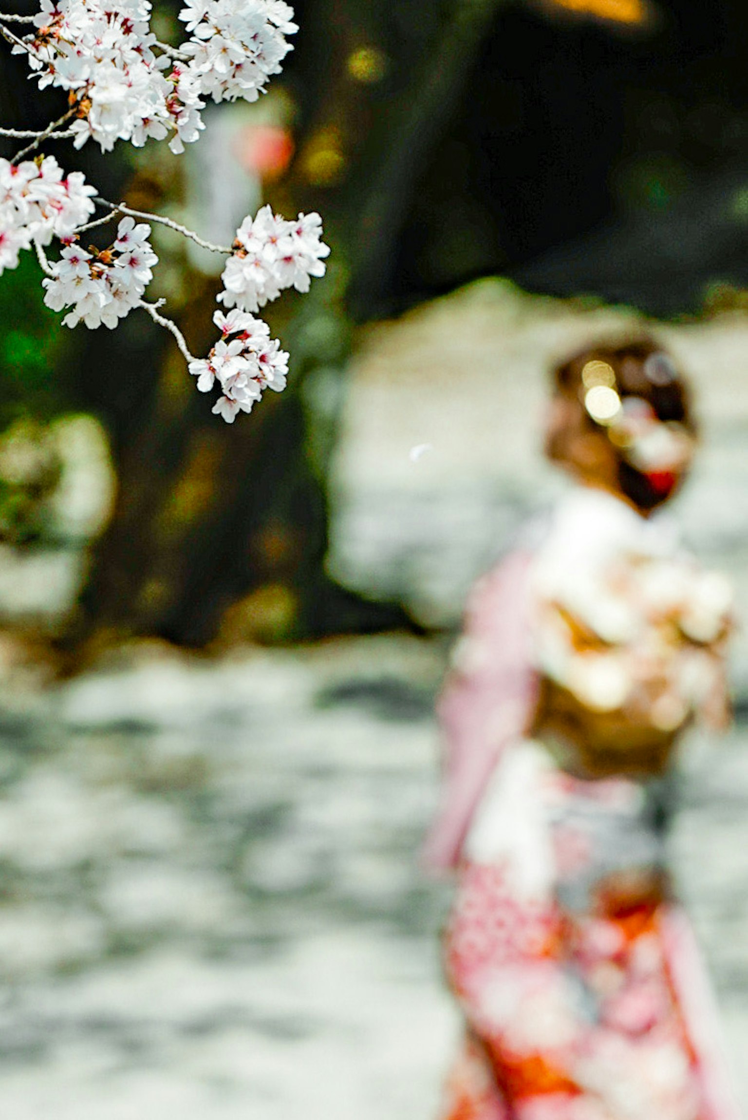 Une femme en kimono marchant en arrière-plan avec des cerisiers en fleurs au premier plan