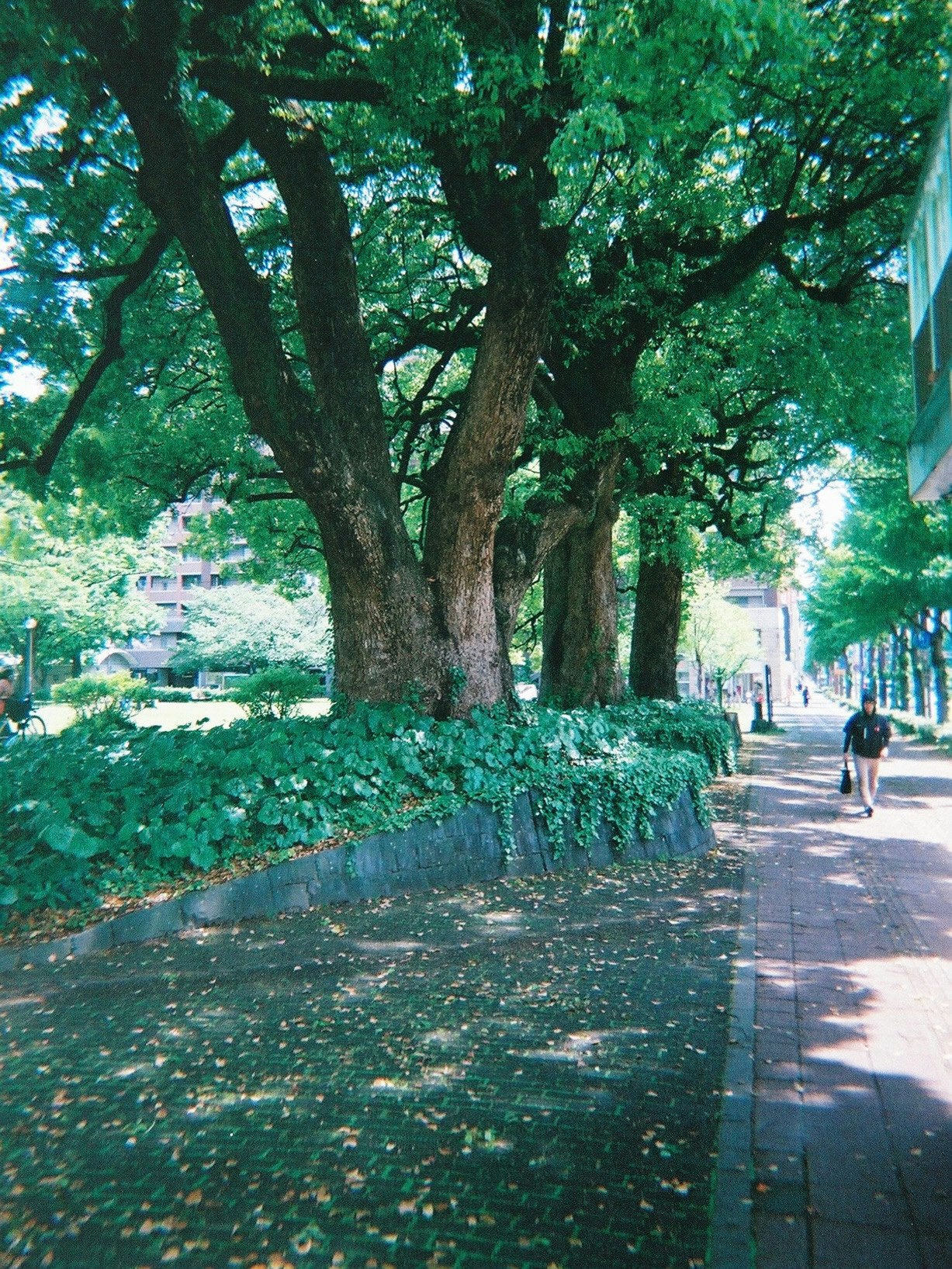並木道の大きな木と歩道のある公園