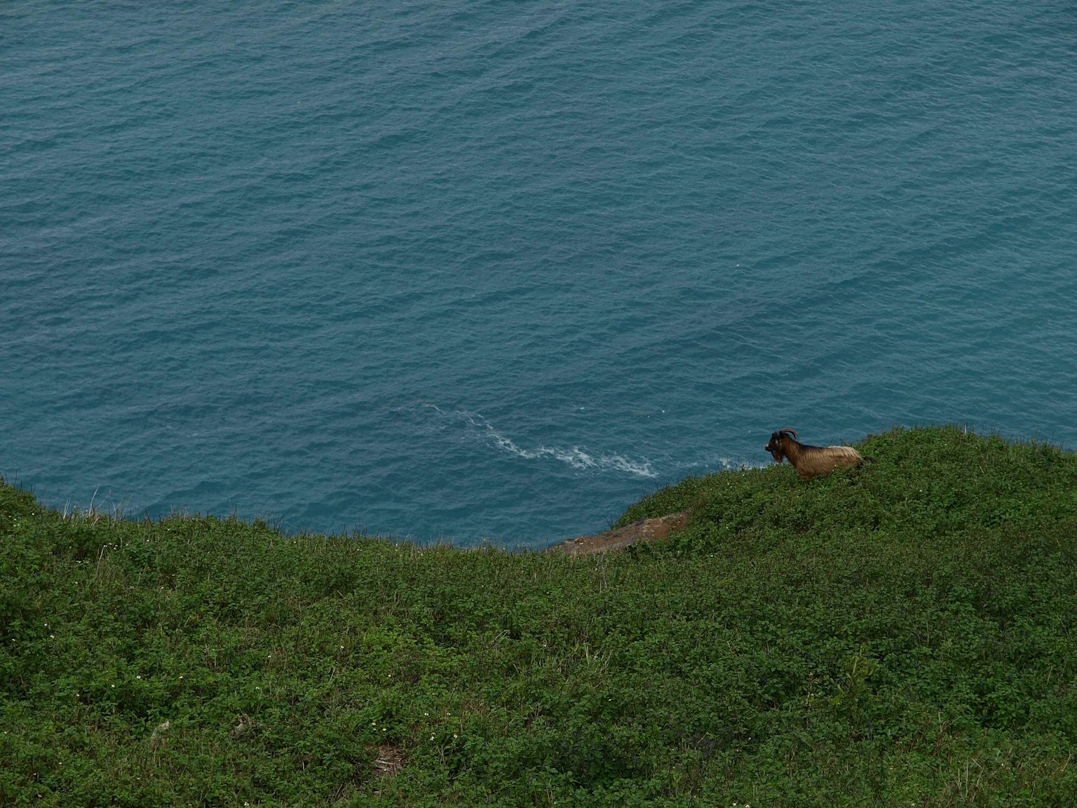 Un cane su erba verde che guarda un oceano blu