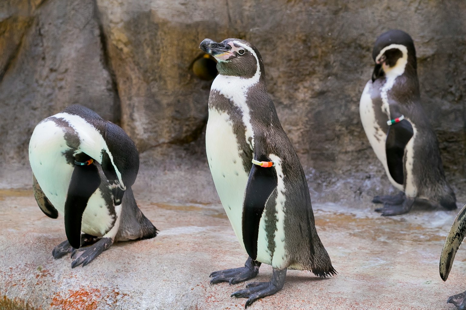 Un grupo de pingüinos de pie sobre una superficie rocosa