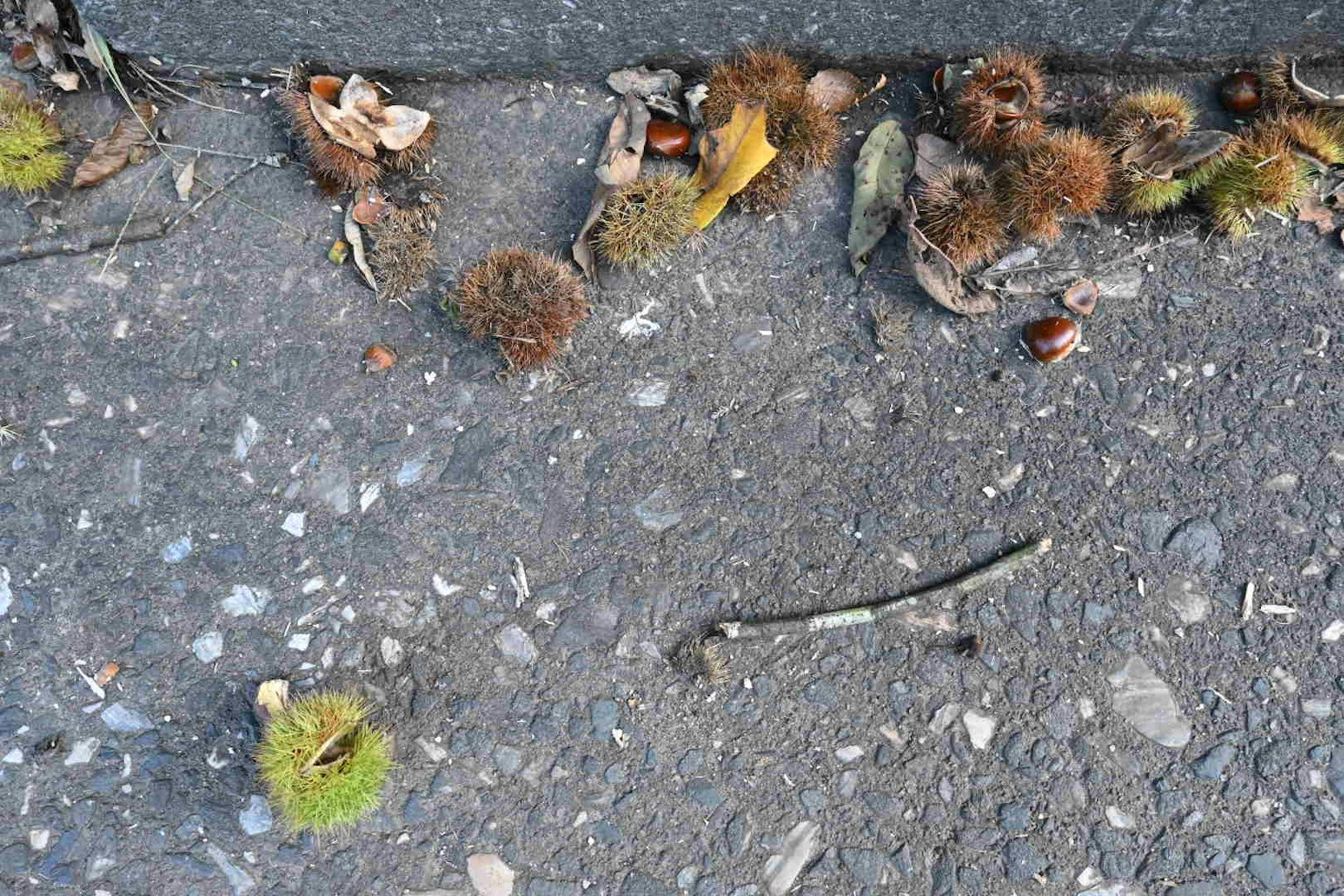 鋪裝表面上的栗子殼和樹枝散落