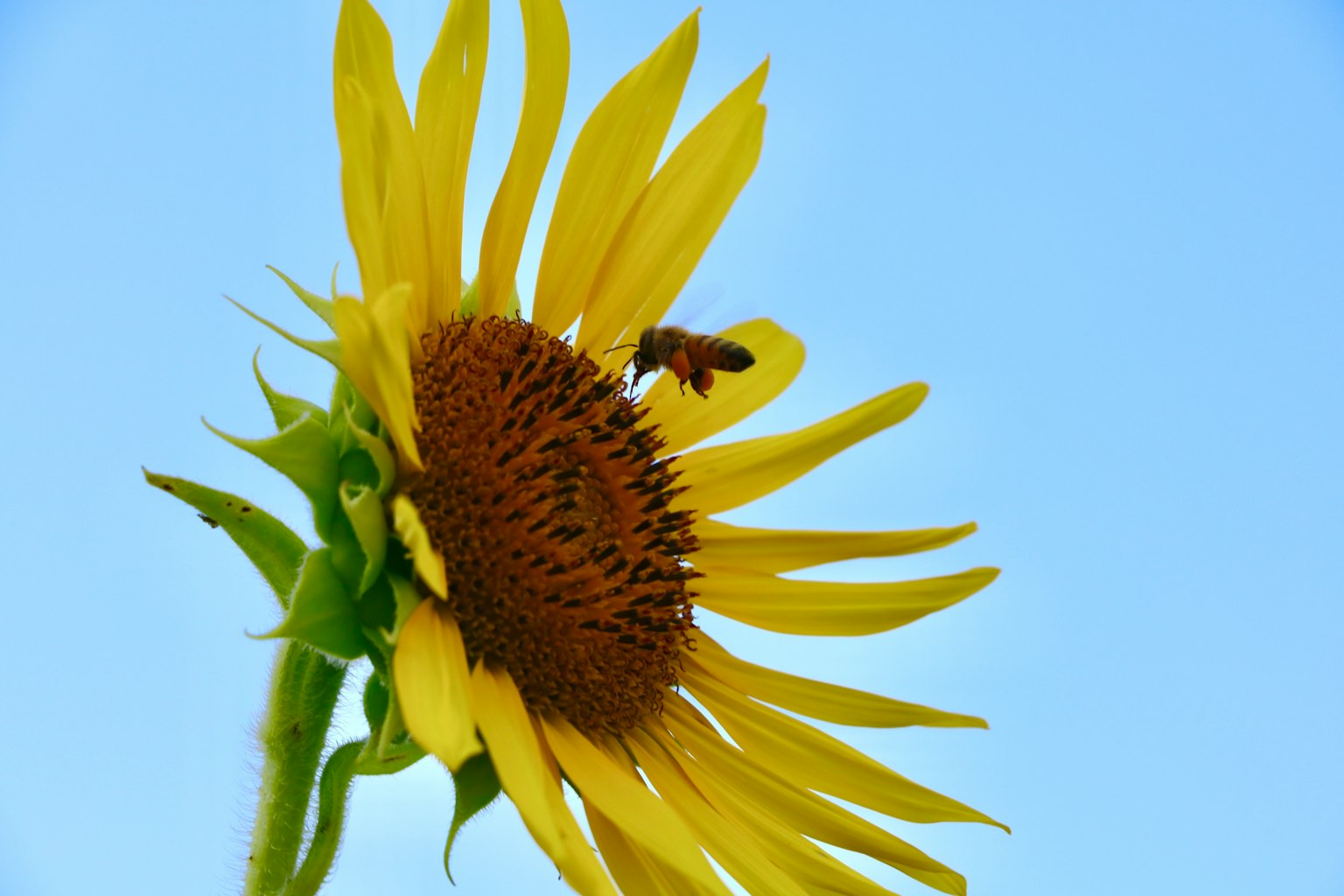 Sunflower with a bee perched on it against a blue sky