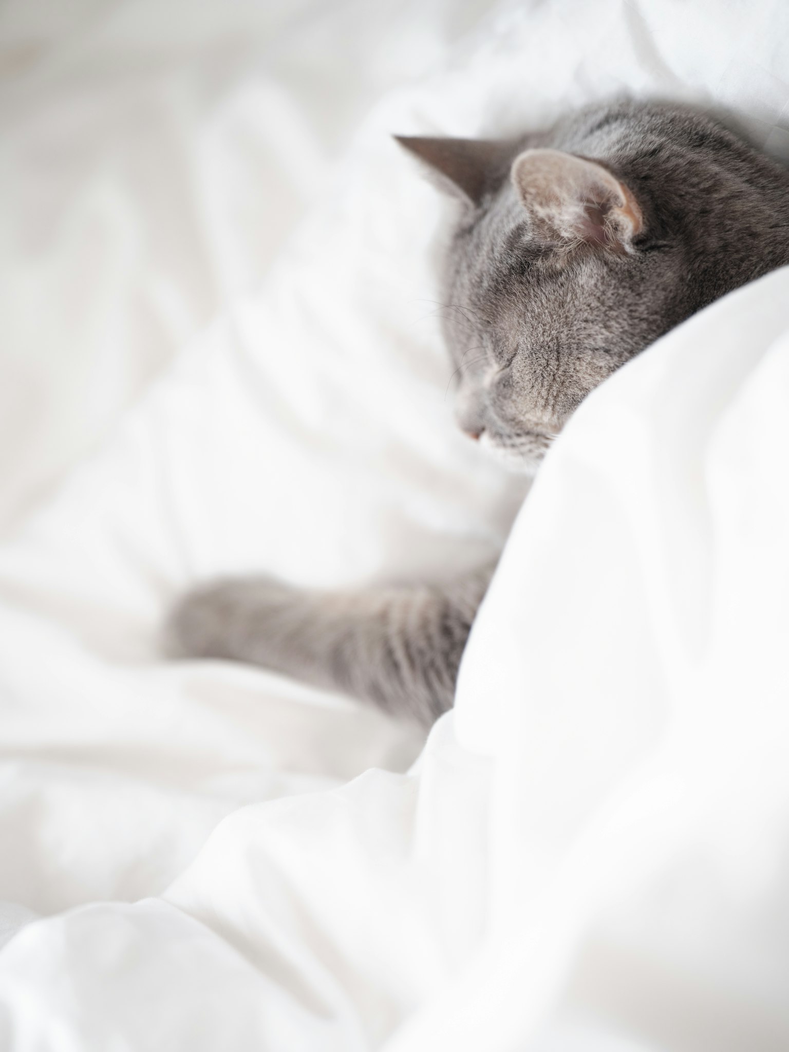Kucing abu-abu tidur dibungkus selimut putih
