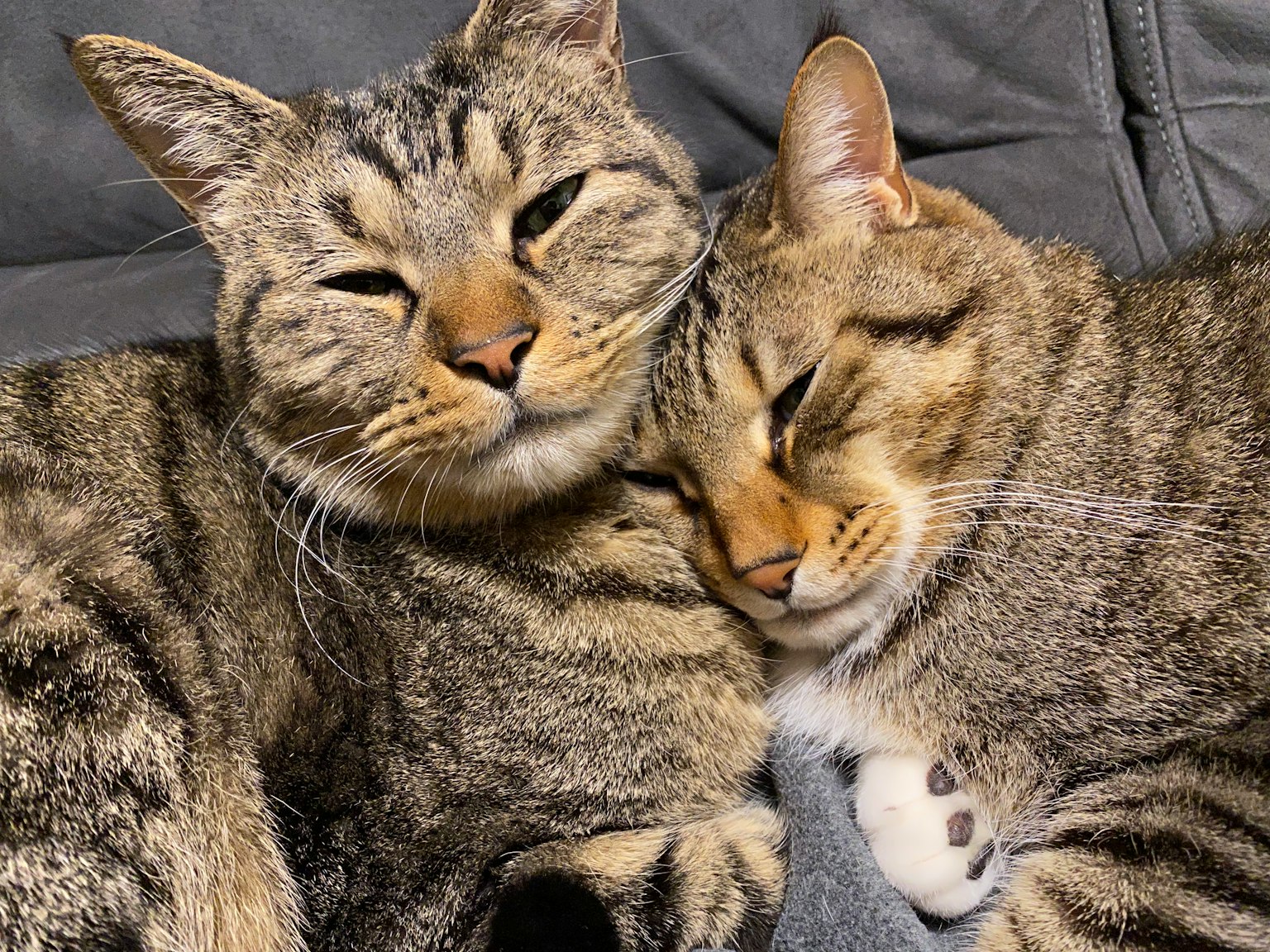 Zwei Katzen, die sich aneinander kuscheln mit gestreiftem Fell und entspannten Gesichtern
