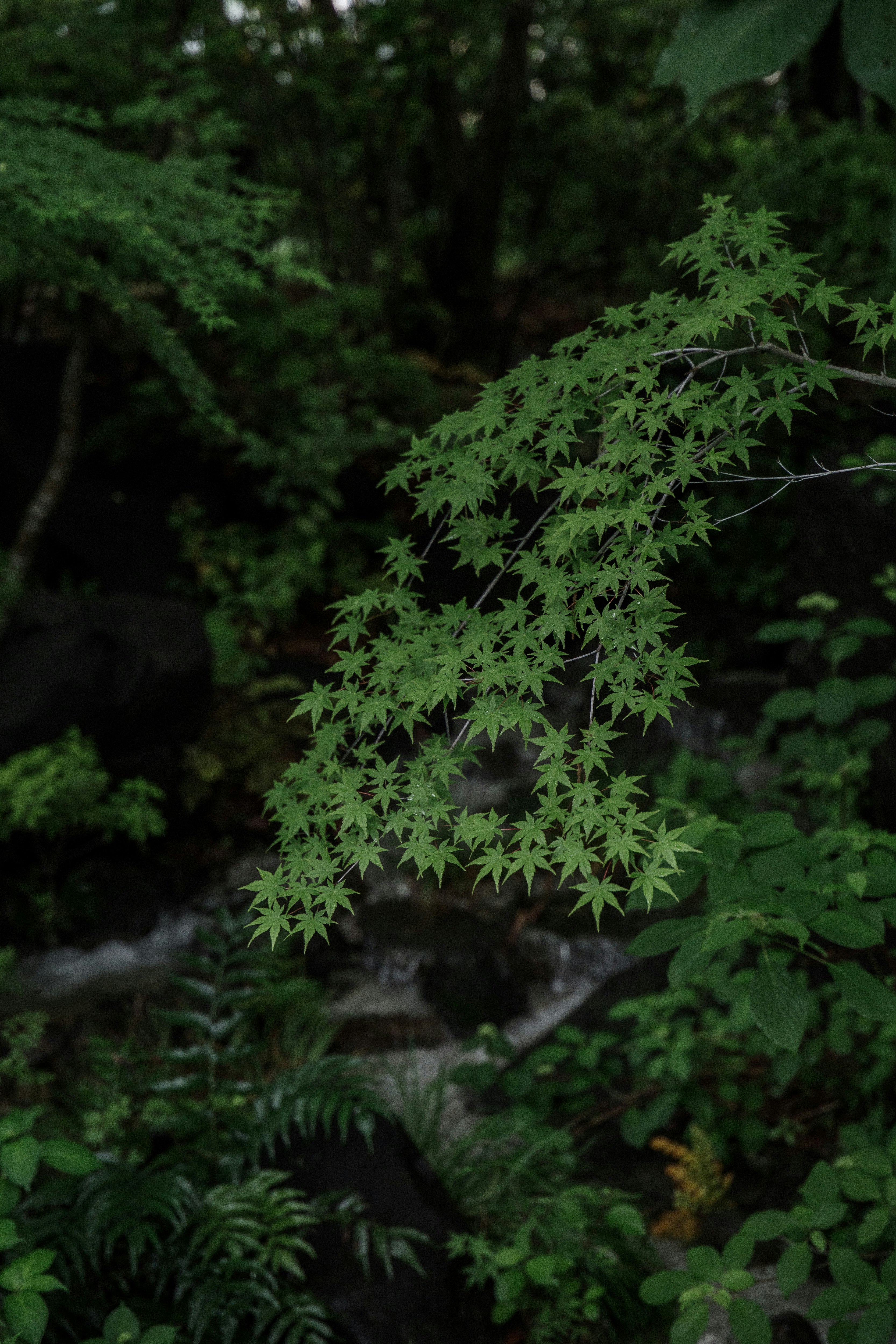 小川のそばの紅葉の葉が茂る緑の森