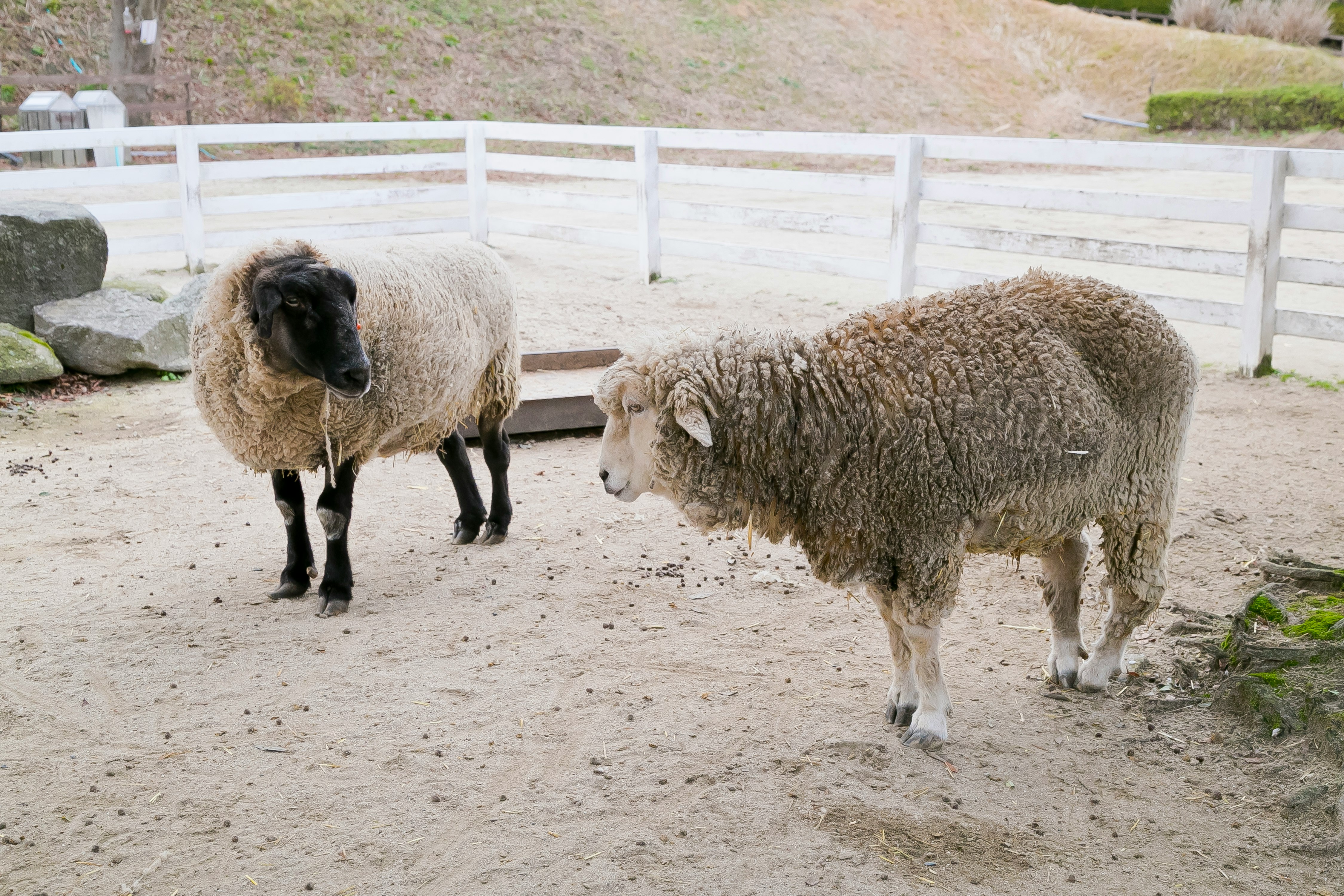 sheep standing together in a fenced farmyard