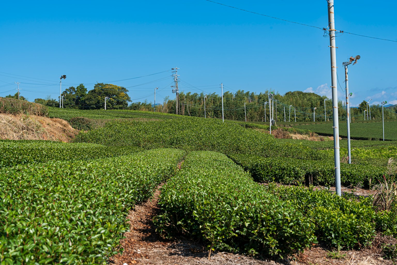 Lush green tea fields under a clear blue sky