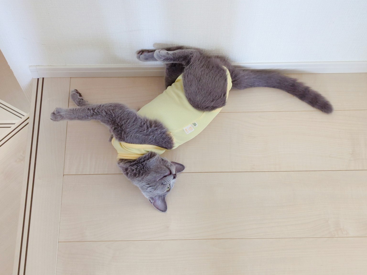 Gatto grigio sdraiato sulla schiena con una maglietta gialla