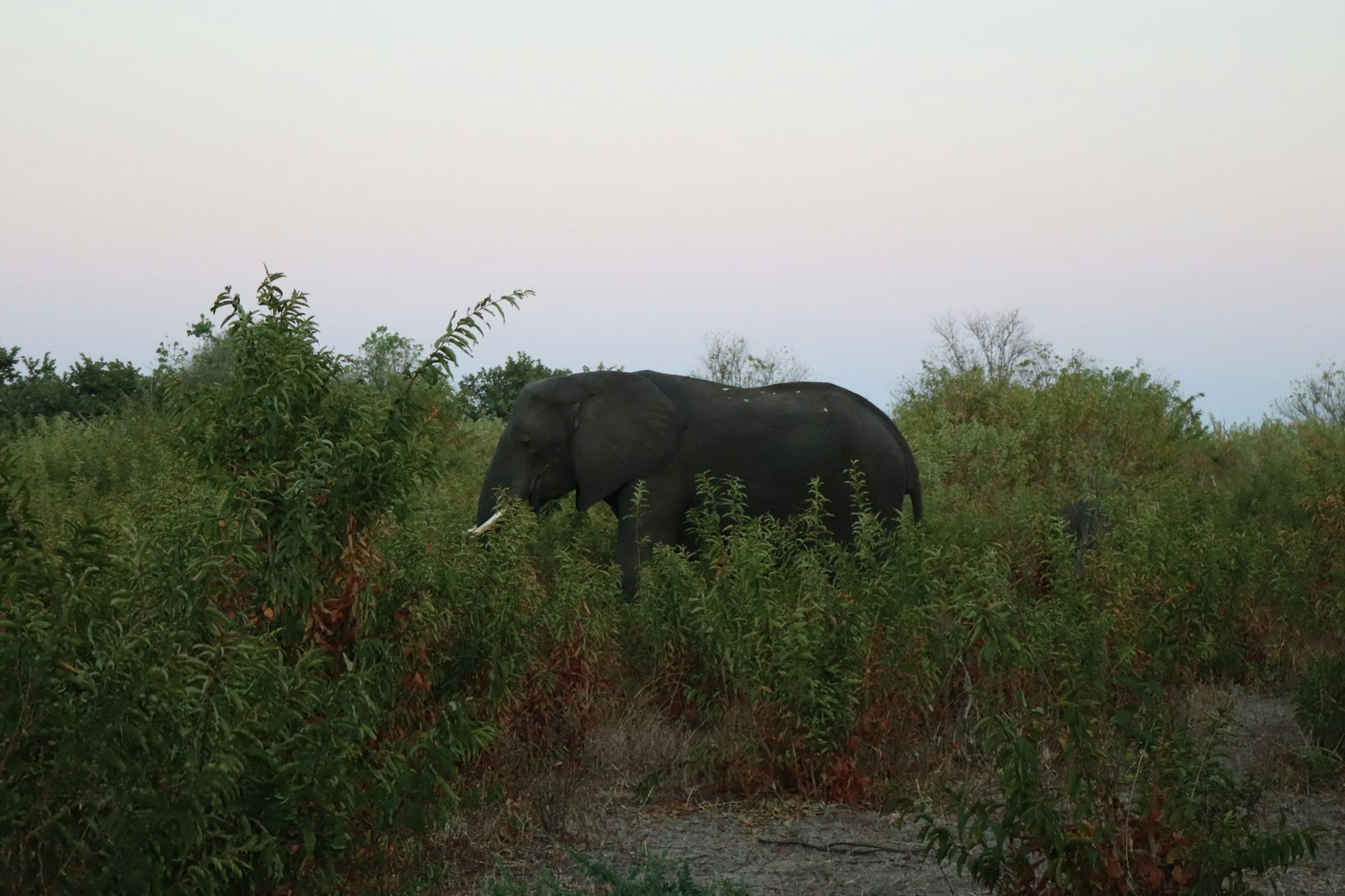 Silhouette of an elephant walking through tall grass