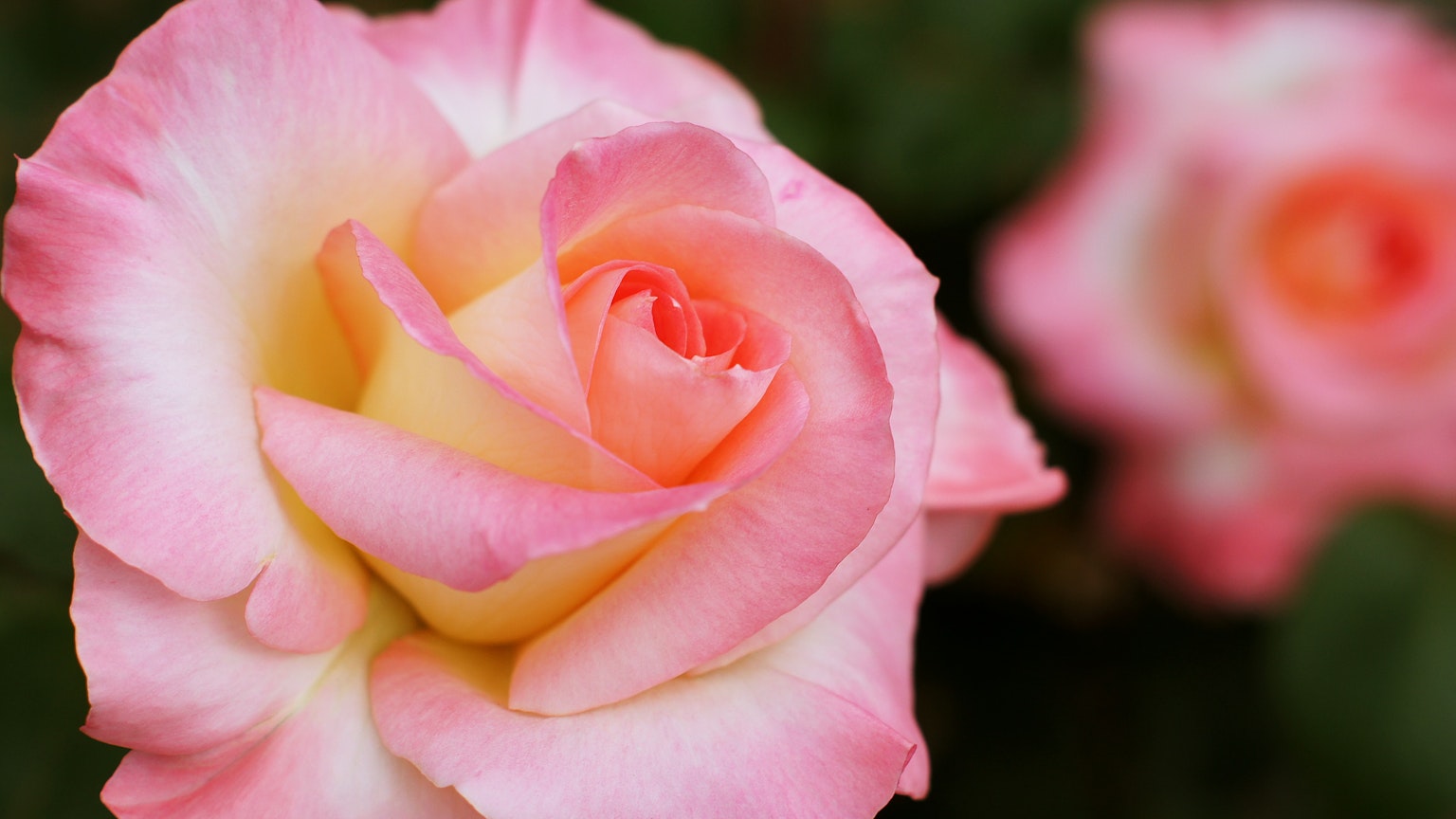 Gros plan d'une fleur de rose rose pâle en pleine floraison