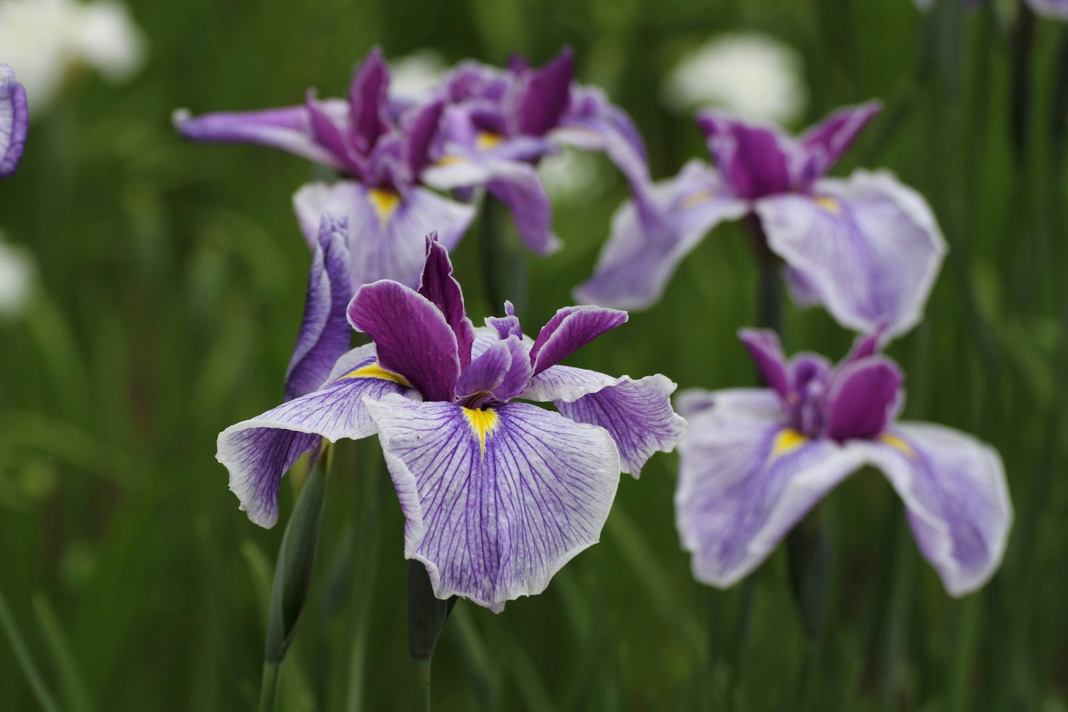 Massa di fiori di iris viola con petali intricati