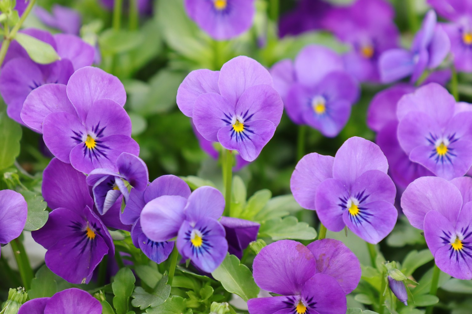 Hoa pansy màu tím nở xung quanh bởi lá xanh