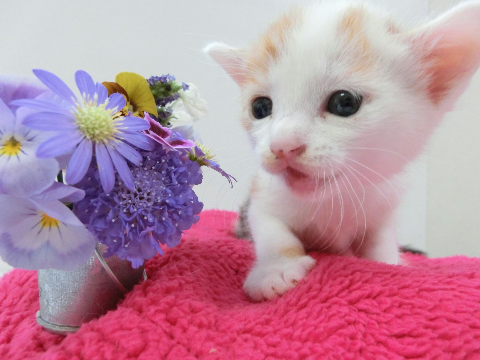 Seekor anak kucing putih di samping buket bunga berwarna-warni