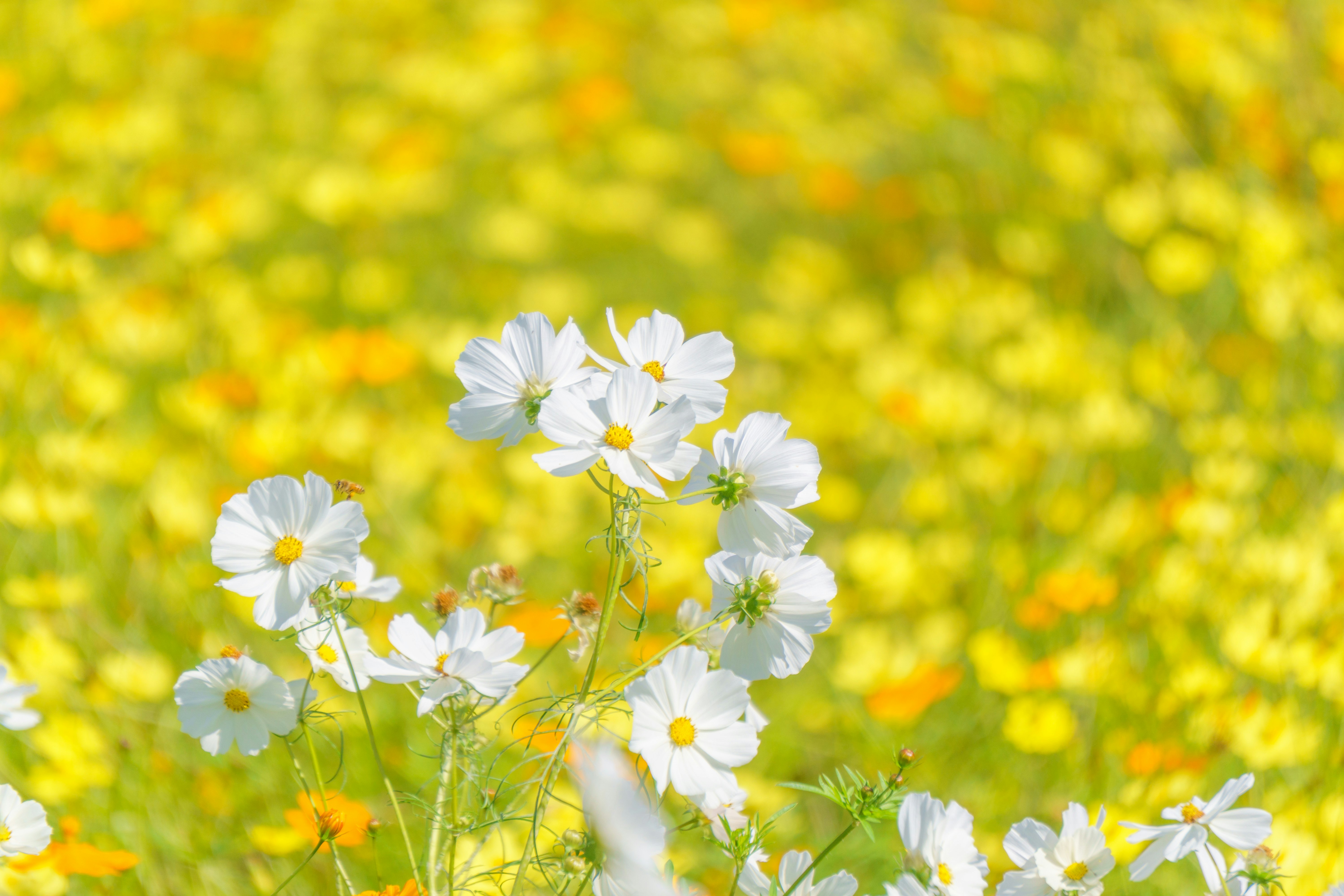 weiße Kosmeen in einem gelben Blumenfeld