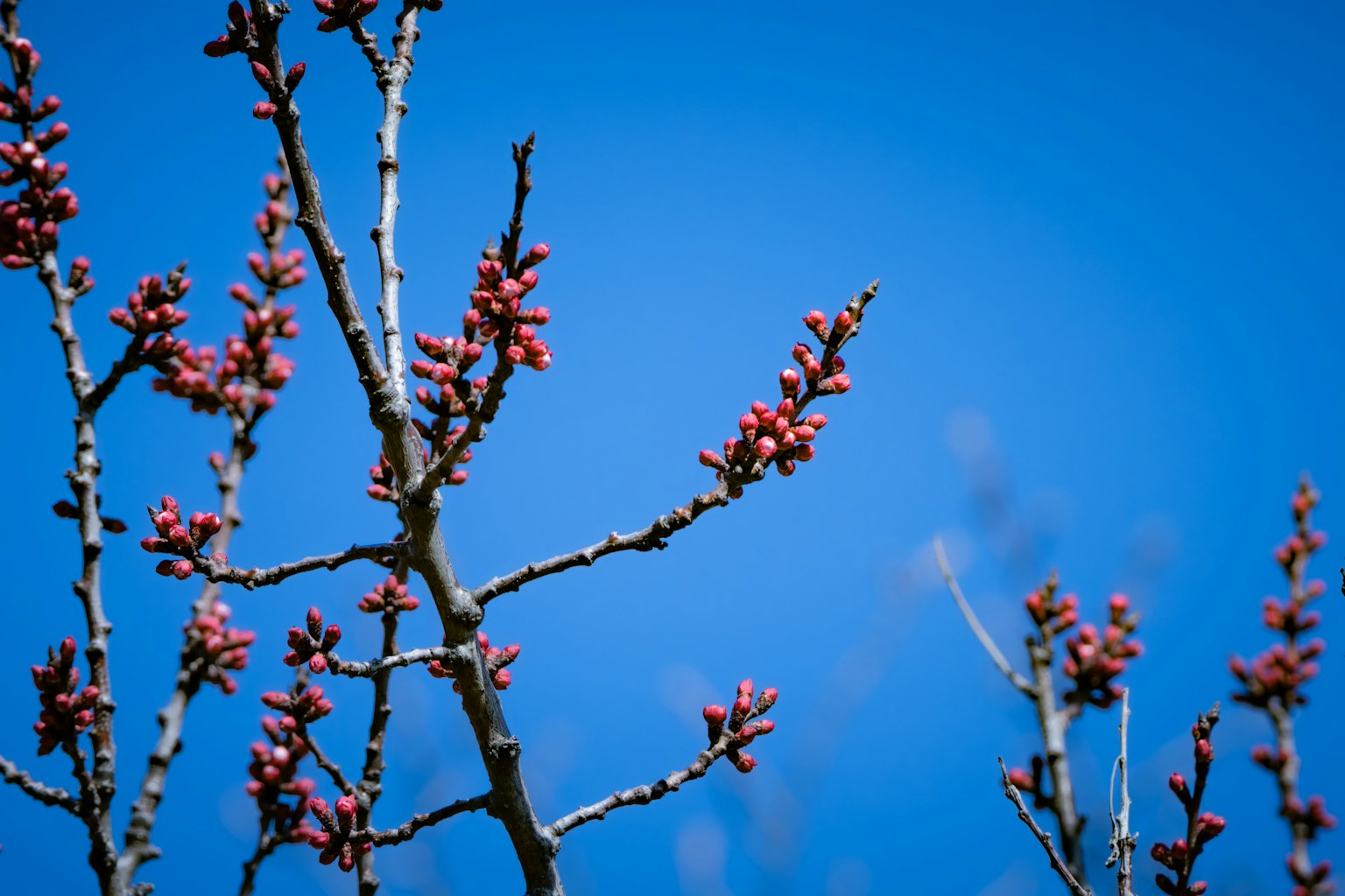 蓝天背景下的红色花蕾树枝