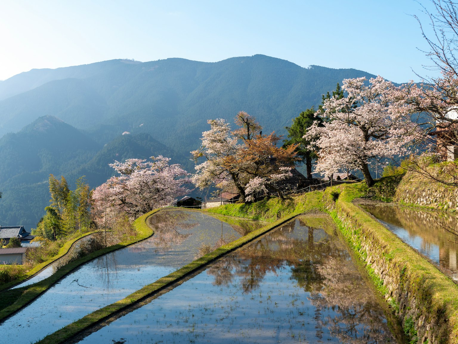 美麗的稻田和櫻花樹的風景，背景是山脈