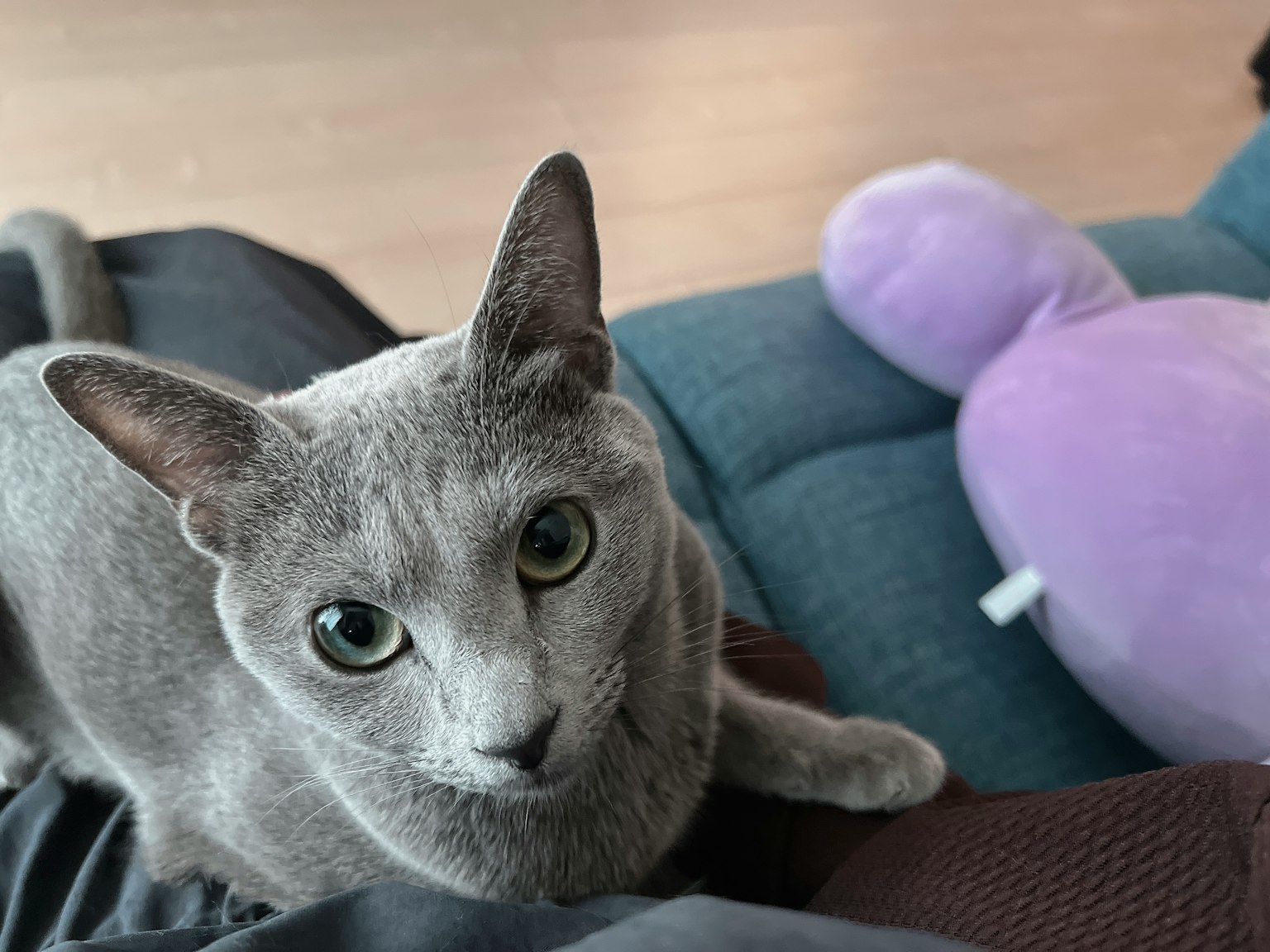 A gray cat looking at the camera with a purple plush toy nearby