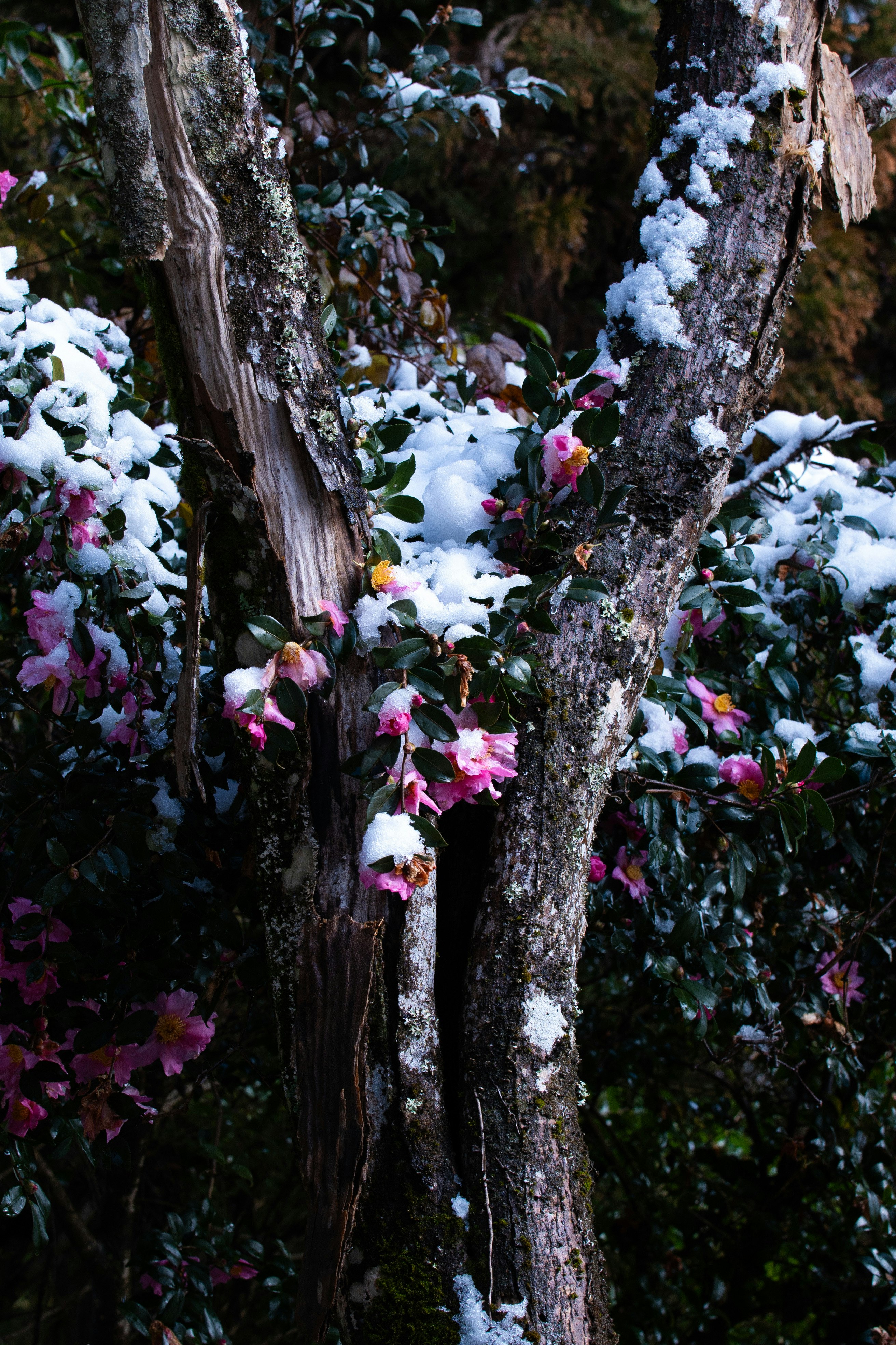 雪の積もった椿の花が咲く木々の間