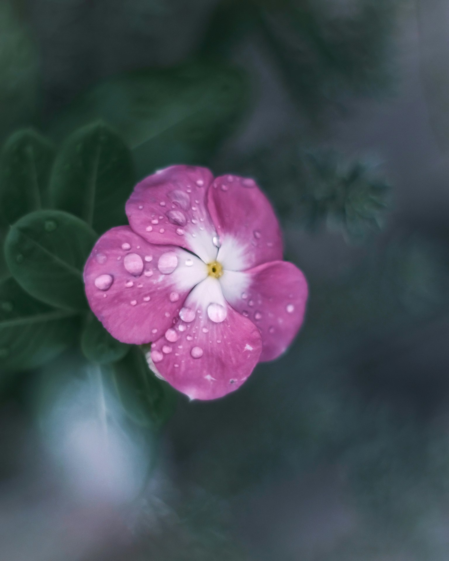 Fiore rosa con gocce d'acqua e foglie verdi