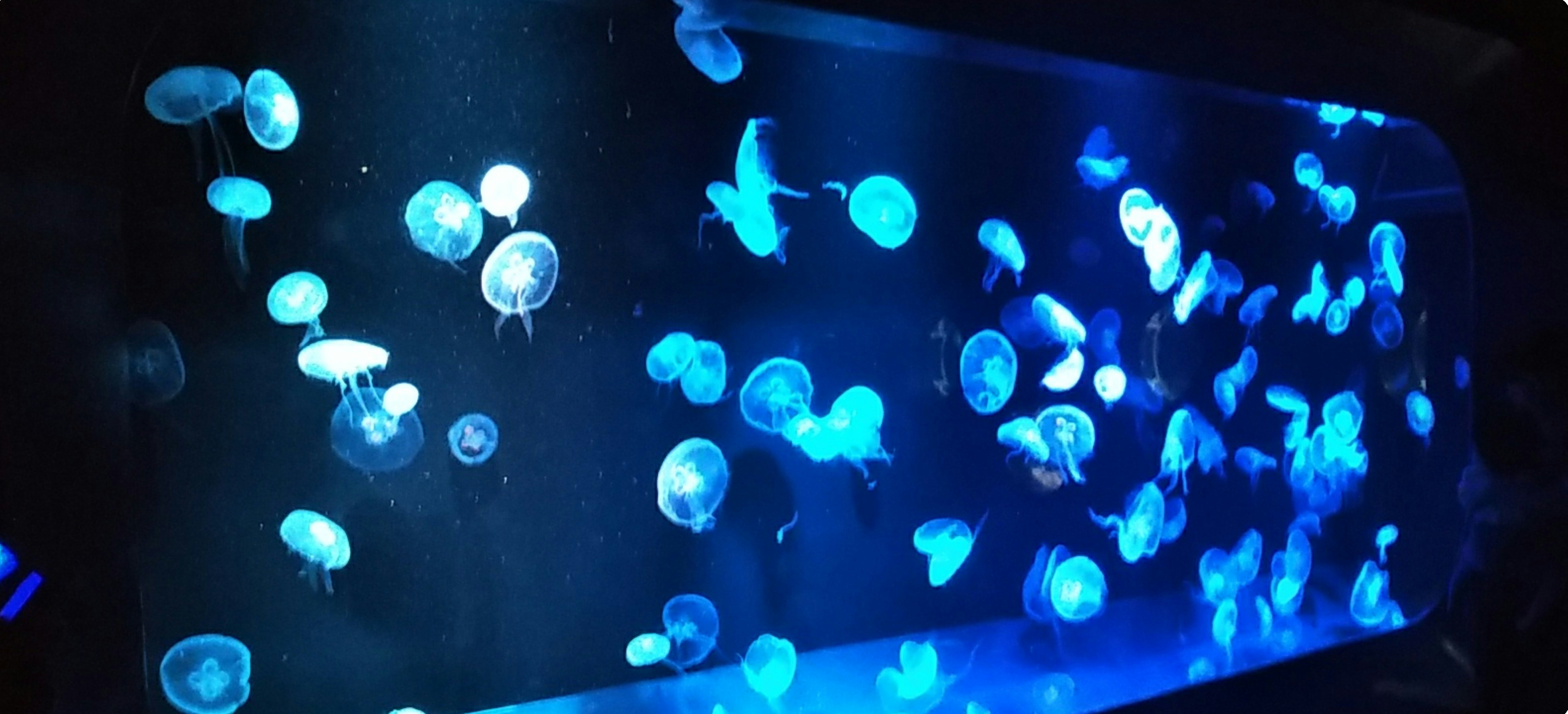 青い光のクラゲが漂う水槽の中の幻想的な眺め